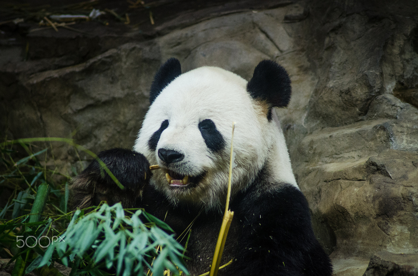 Nikon D7000 sample photo. Happy panda photography