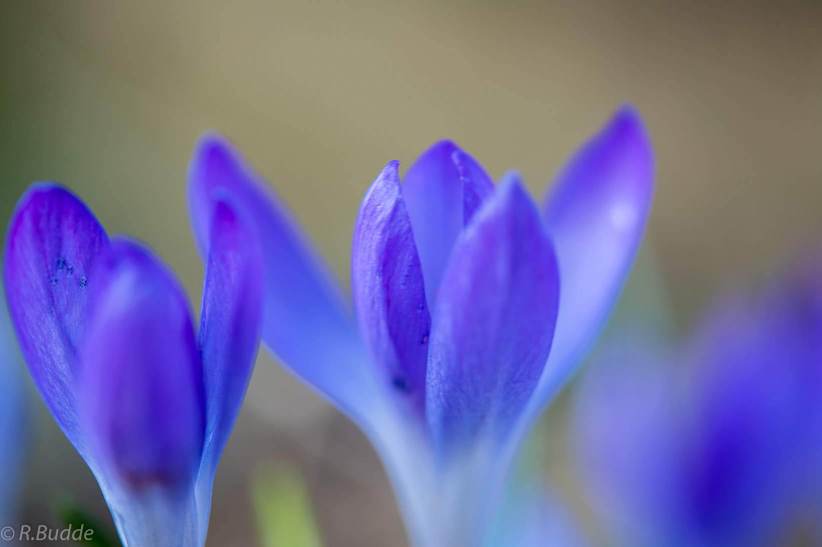 Sony ILCA-77M2 sample photo. It is open photography