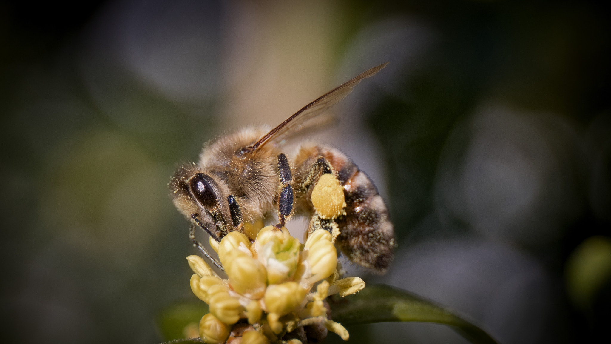 Canon EOS 80D sample photo. Spring bee photography