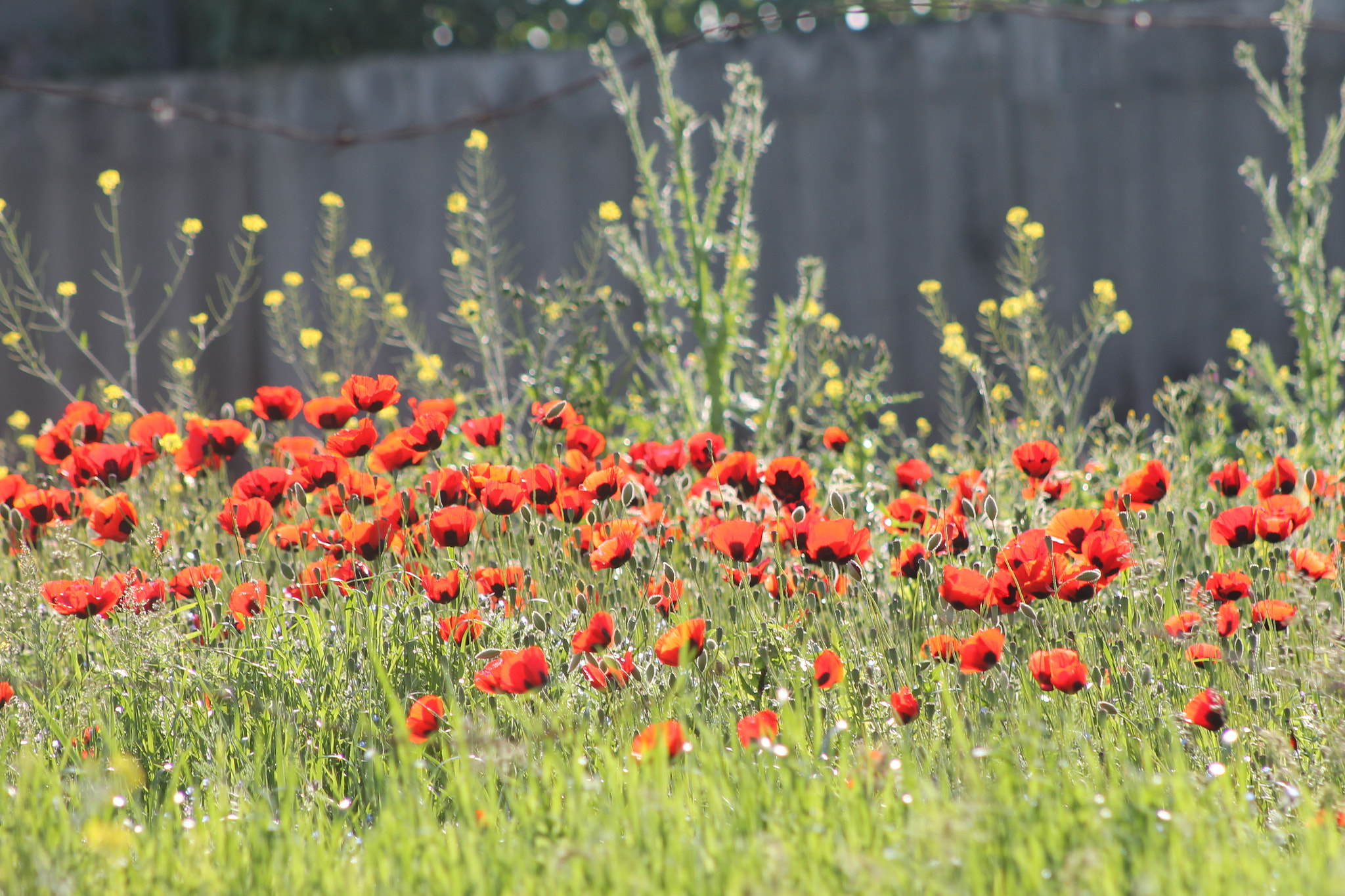 Canon EOS 1100D (EOS Rebel T3 / EOS Kiss X50) + EF75-300mm f/4-5.6 sample photo. Papaver photography