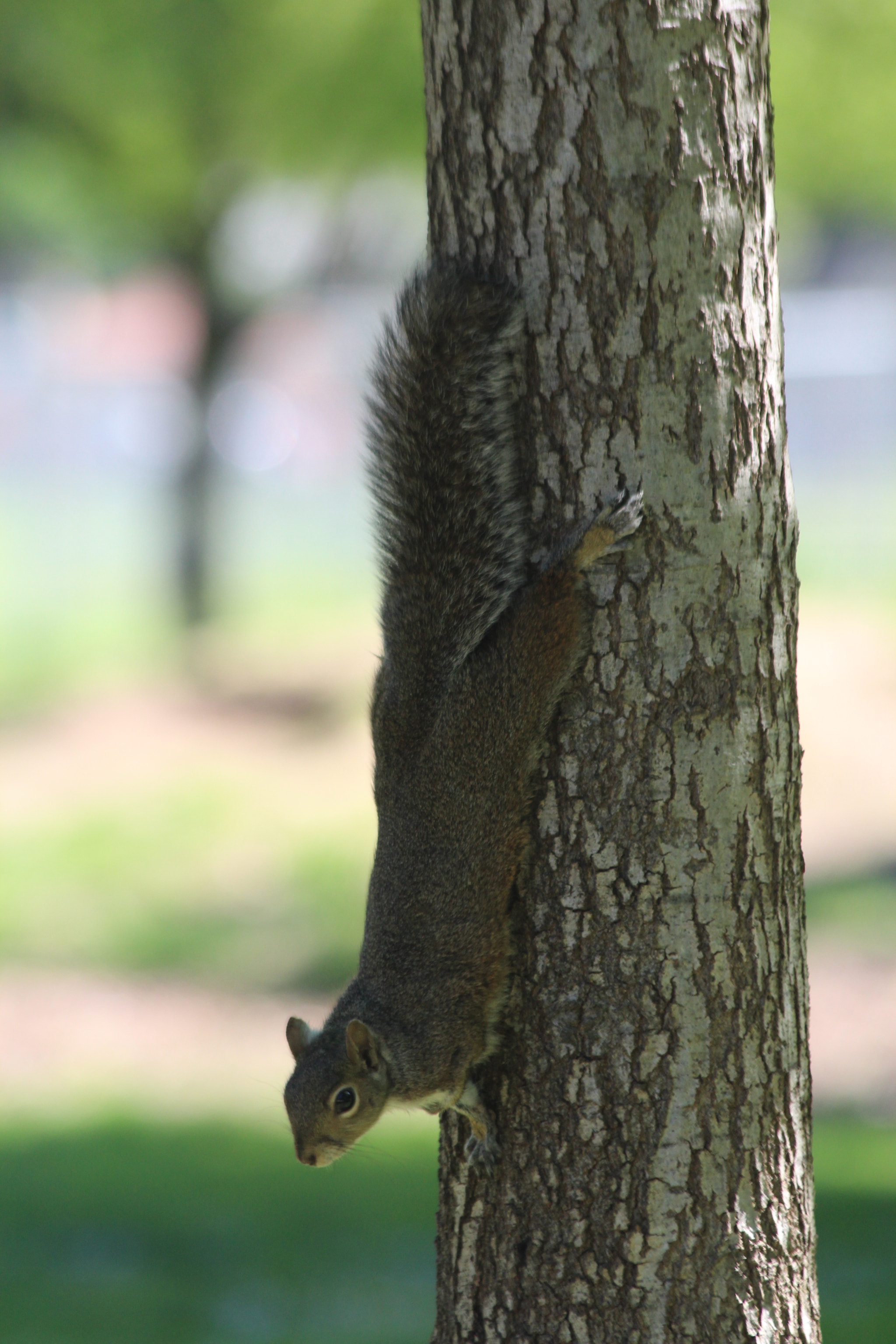 Canon EF 70-300mm F4-5.6 IS USM sample photo. Img photography