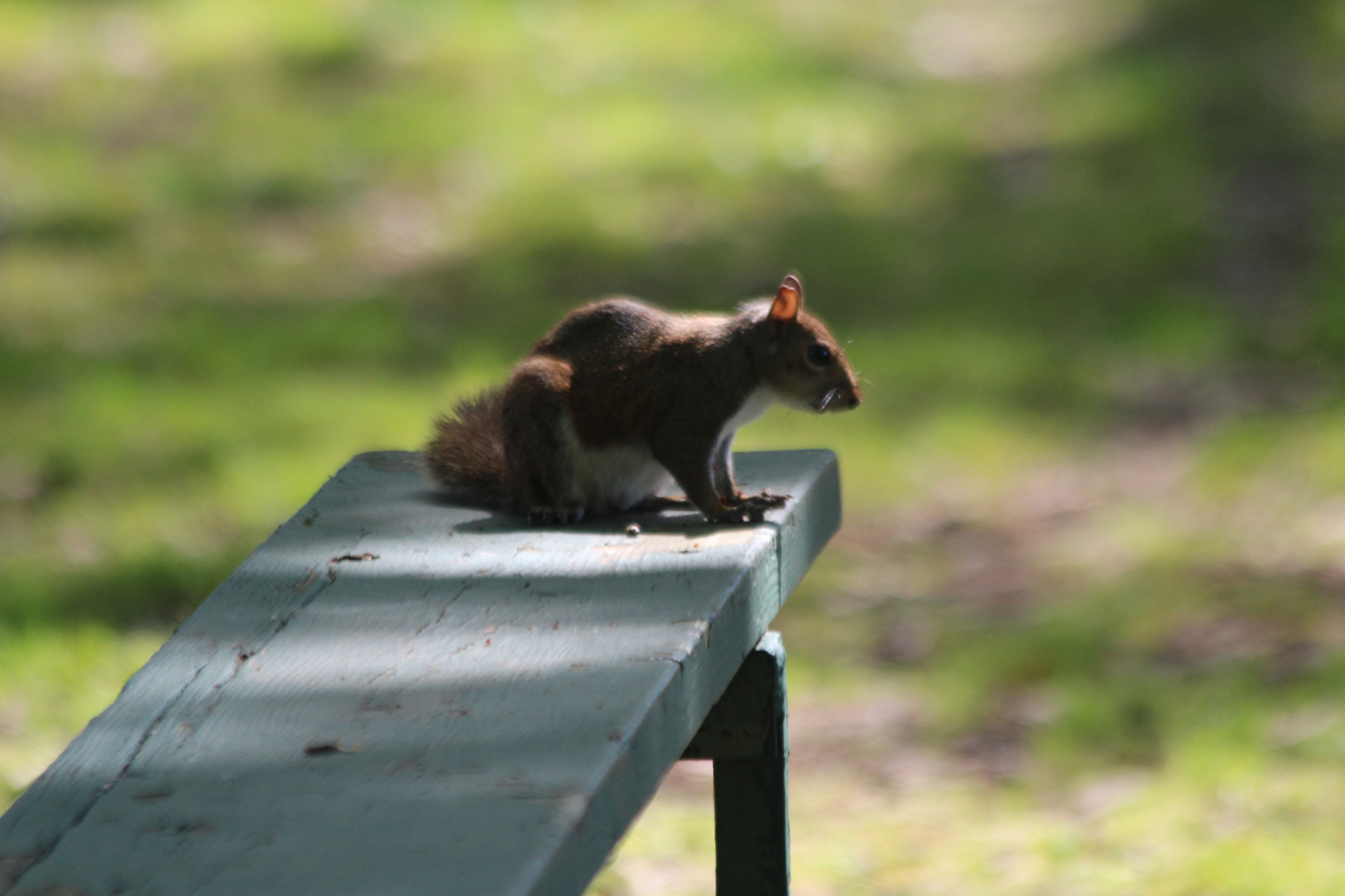 Canon EF 70-300mm F4-5.6 IS USM sample photo. Img photography