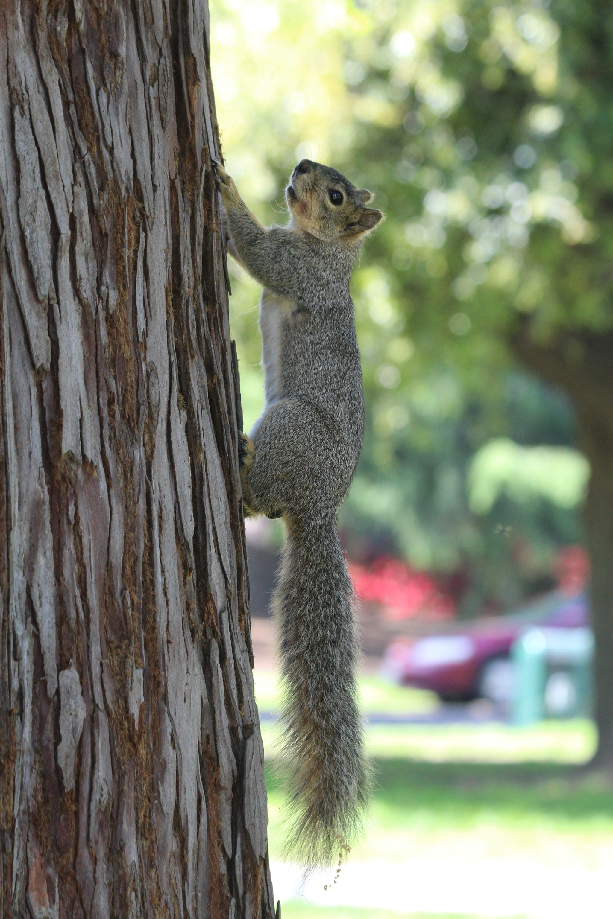 Canon EF 70-300mm F4-5.6 IS USM sample photo. Img photography