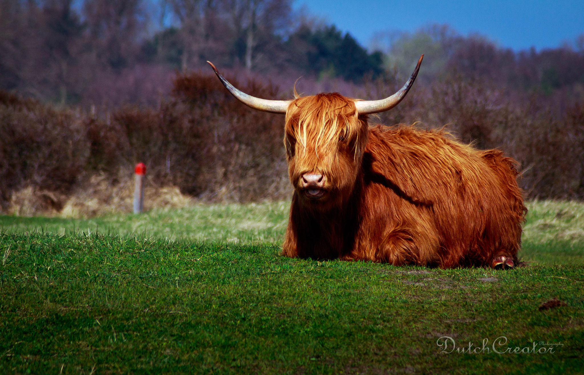 Canon EOS 1300D (EOS Rebel T6 / EOS Kiss X80) sample photo. Beautiful buffalo on lentevreugd photography