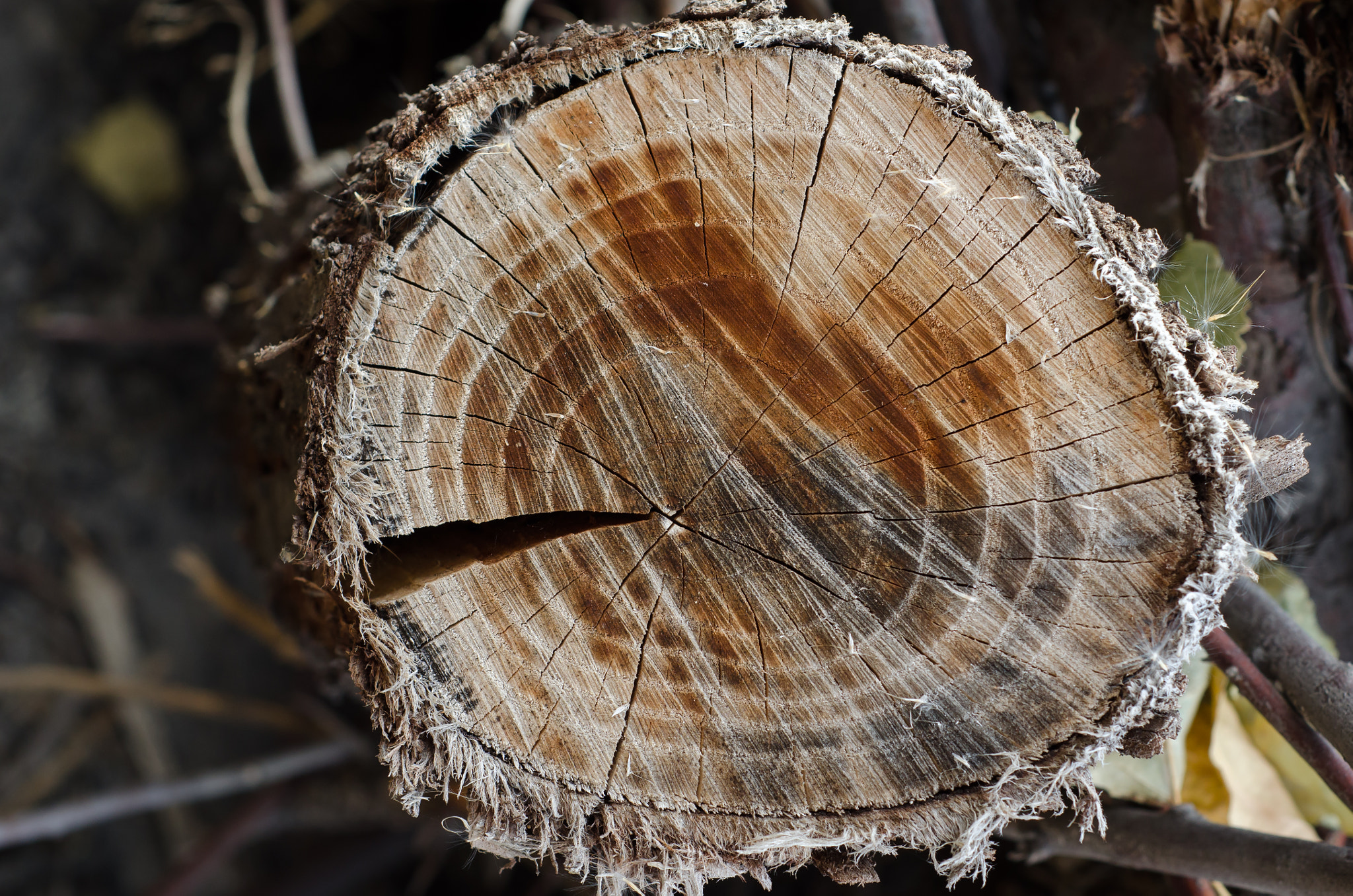 Nikon D7000 + Nikon AF Nikkor 50mm F1.8D sample photo. Timber with scars photography
