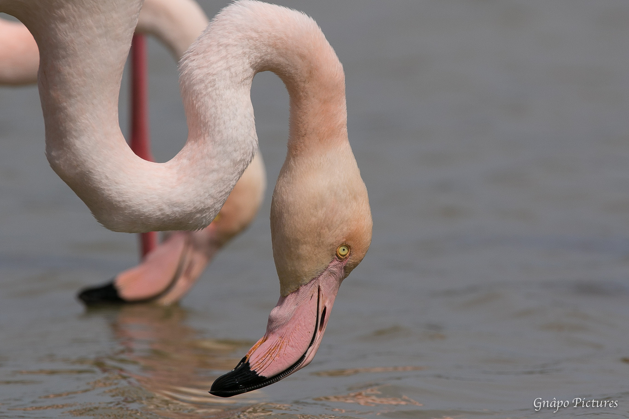 Canon EOS 7D Mark II sample photo. Pink flamingos photography