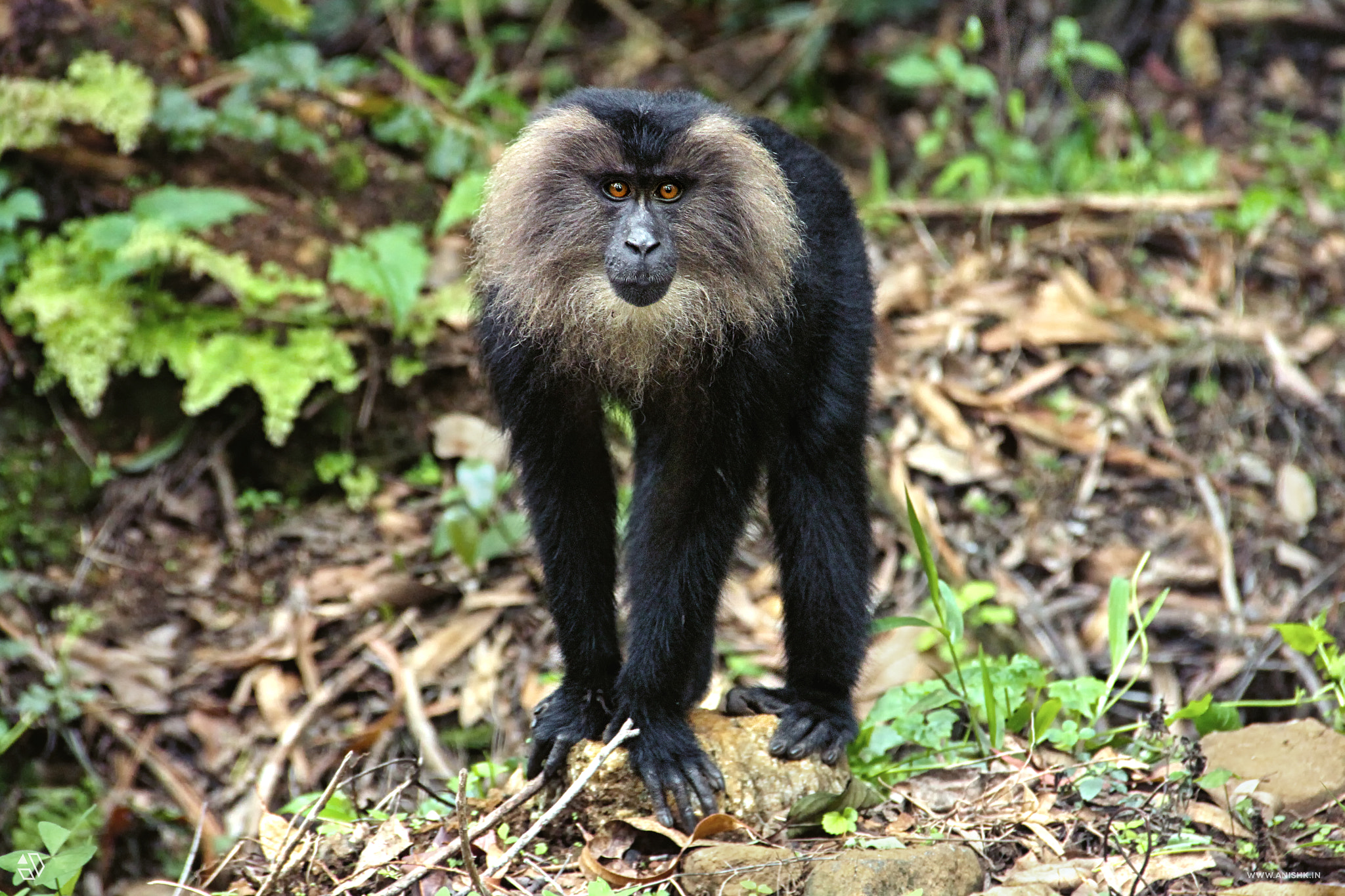 Canon EOS 550D (EOS Rebel T2i / EOS Kiss X4) sample photo. Lion-tailed macaque photography
