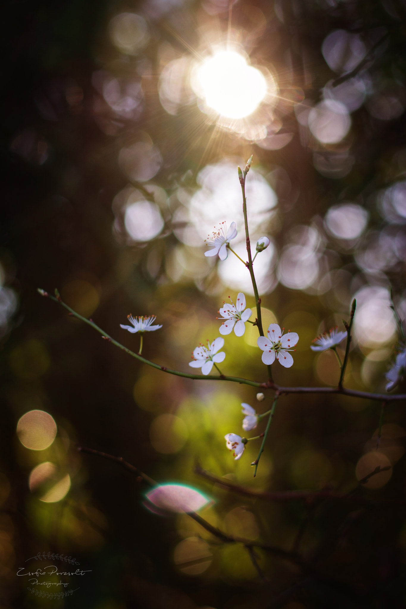 Nikon D7100 sample photo. Beautiful spring photography