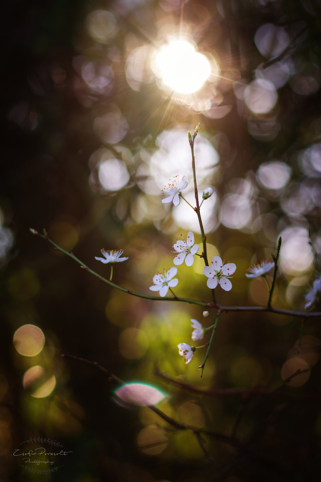 Nikon D7100 + Nikon AF-S Nikkor 50mm F1.8G sample photo. Beautiful spring photography