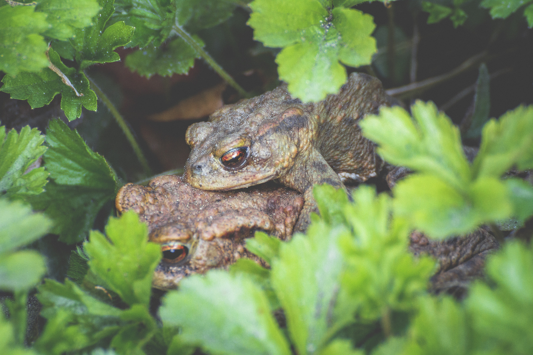 Canon EOS 7D + Tamron SP 70-300mm F4-5.6 Di VC USD sample photo. Frog lover photography