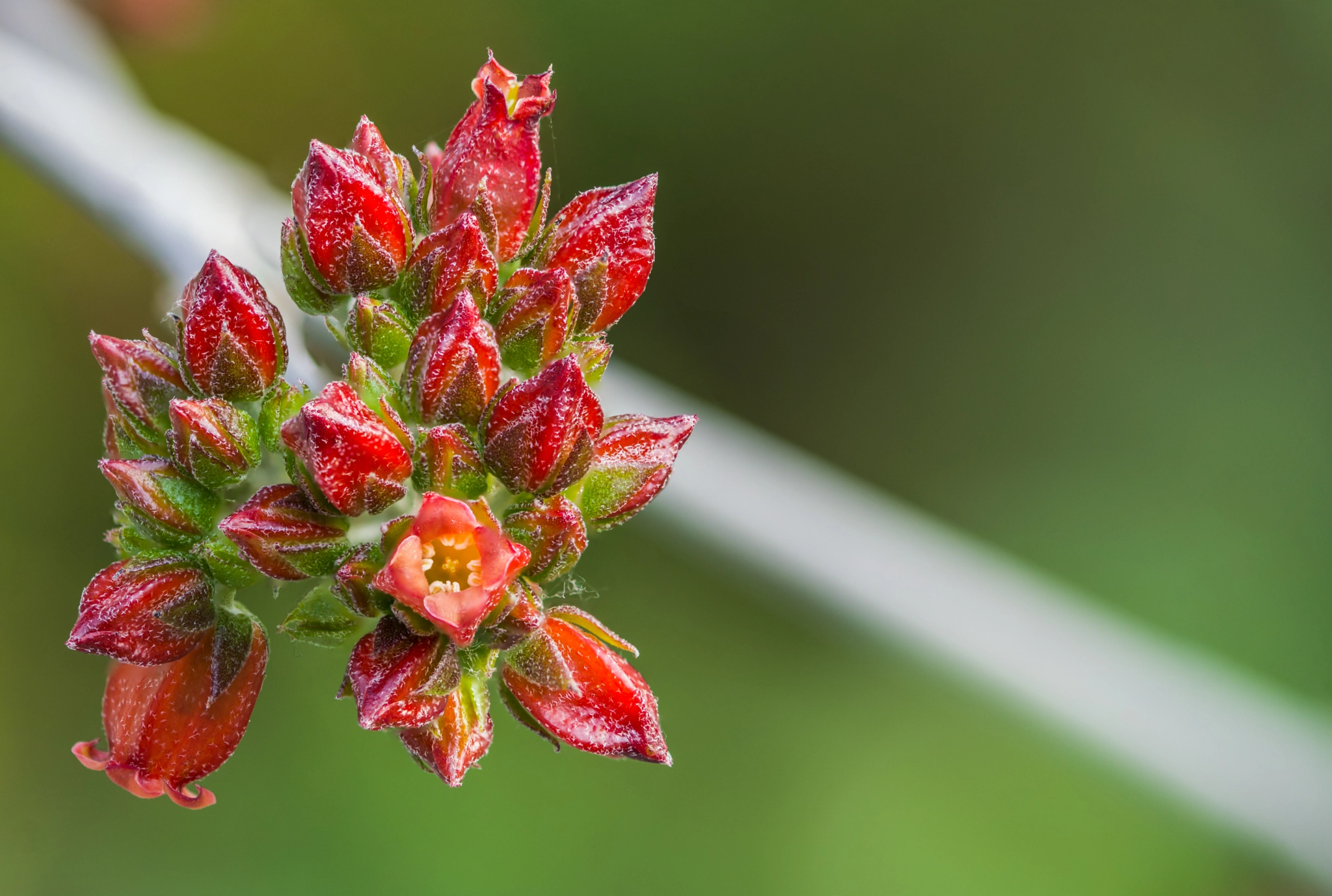 Sigma 105mm F2.8 EX DG OS HSM sample photo. Kalanchoe hildebrandtii photography