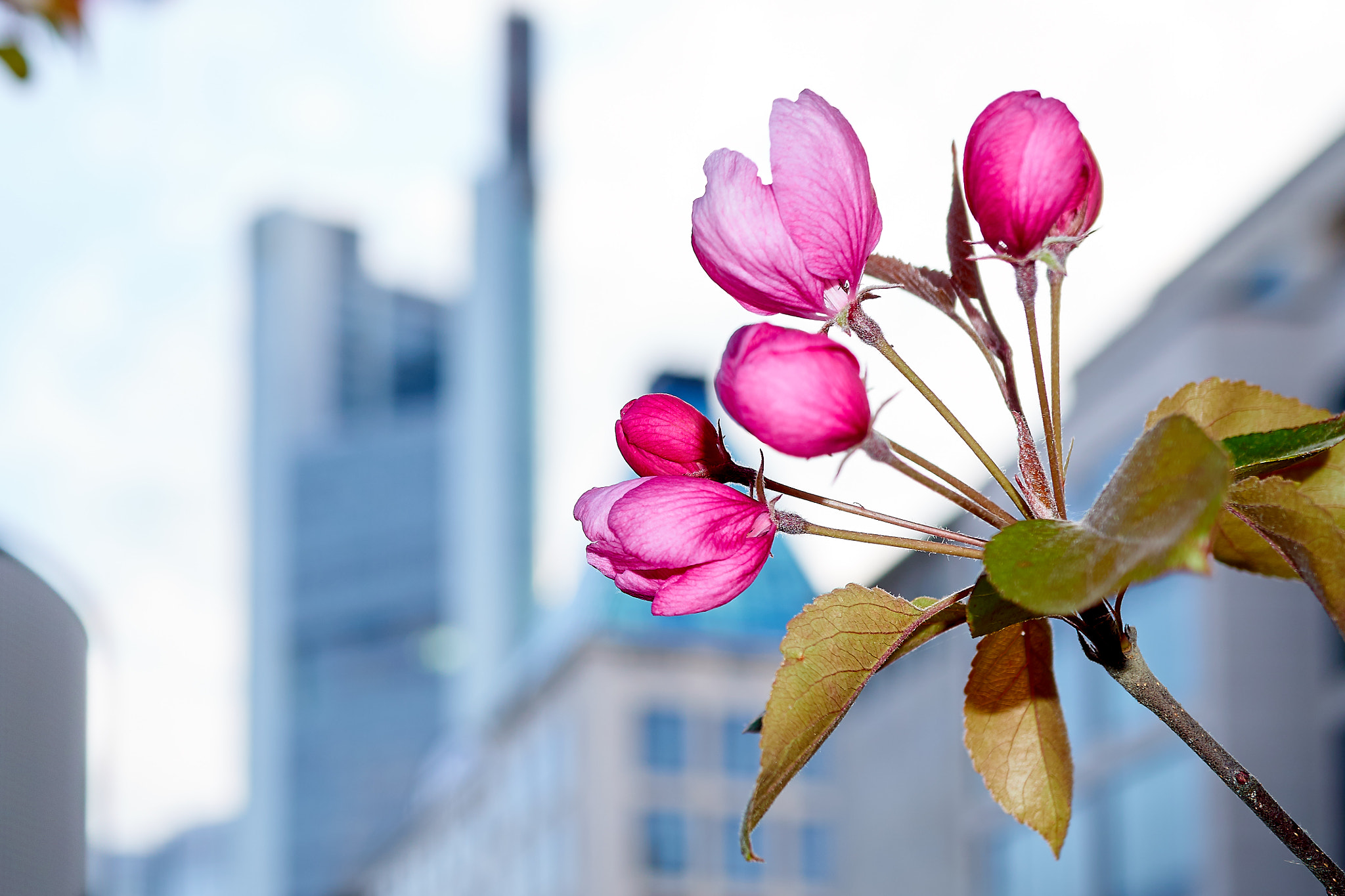 Sony E 30mm F3.5 Macro sample photo. Commerzbanktower photography