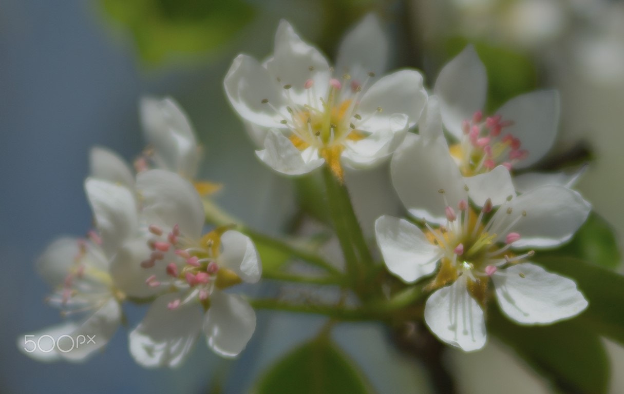 Nikon D7100 + Nikon AF-Nikkor 80-200mm F2.8D ED sample photo. Blossomtime.... photography