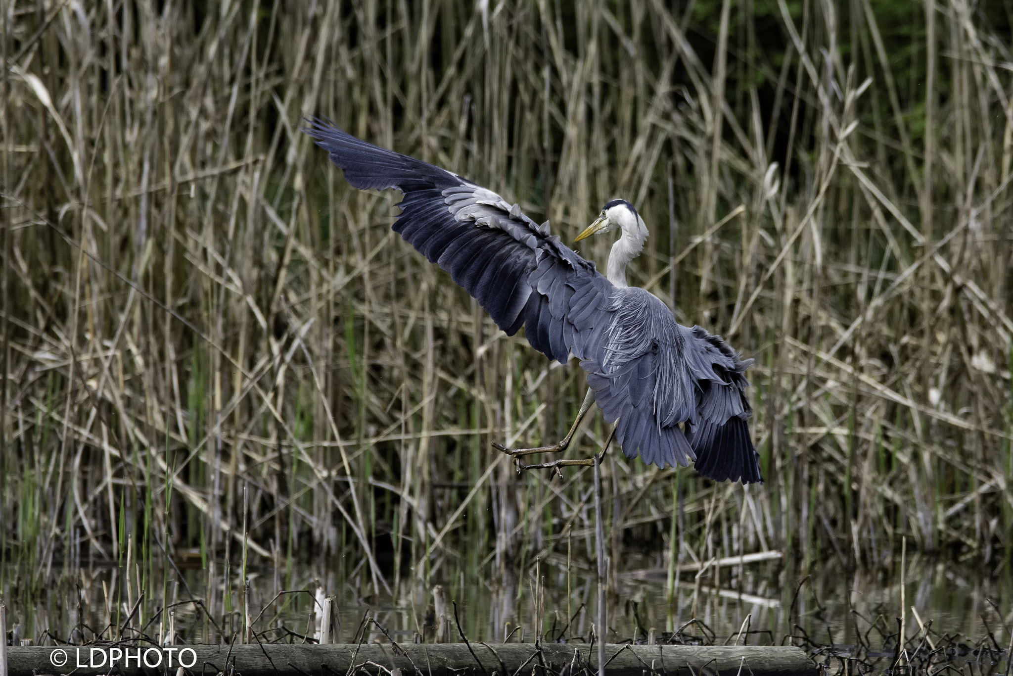 Nikon D7200 sample photo. Heron landing photography