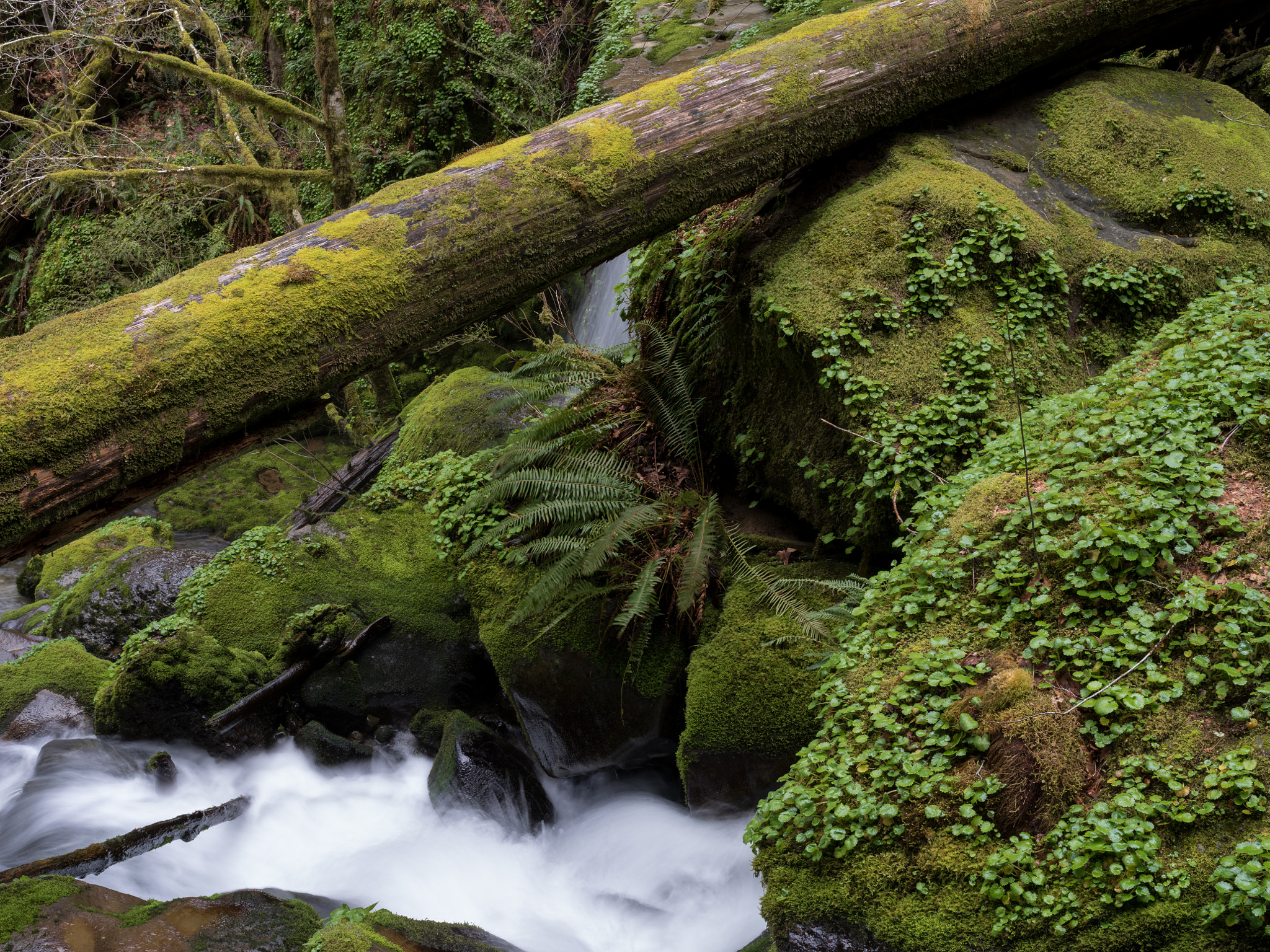 Pentax 645Z sample photo. Drowned out creek photography