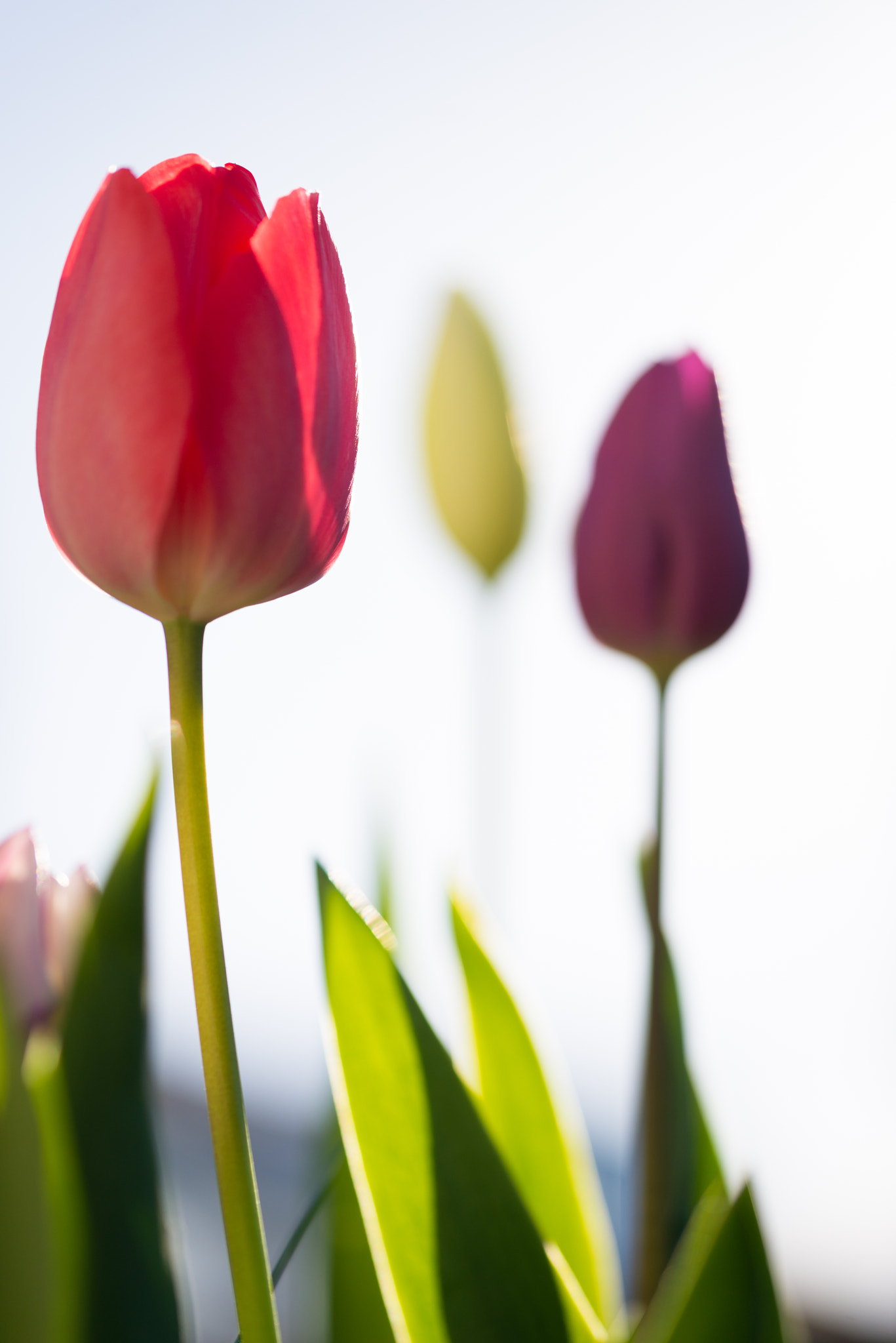 Sigma 105mm F2.8 EX DG OS HSM sample photo. Tulips photography