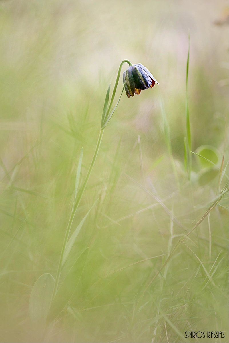 Nikon D90 + Nikon AF Micro-Nikkor 60mm F2.8D sample photo. Fritillaria graeca photography