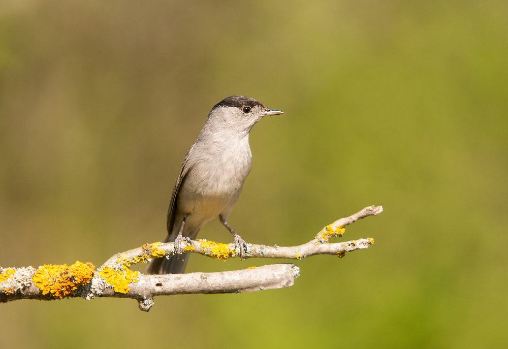 Sony Alpha DSLR-A550 sample photo. Blackcap photography