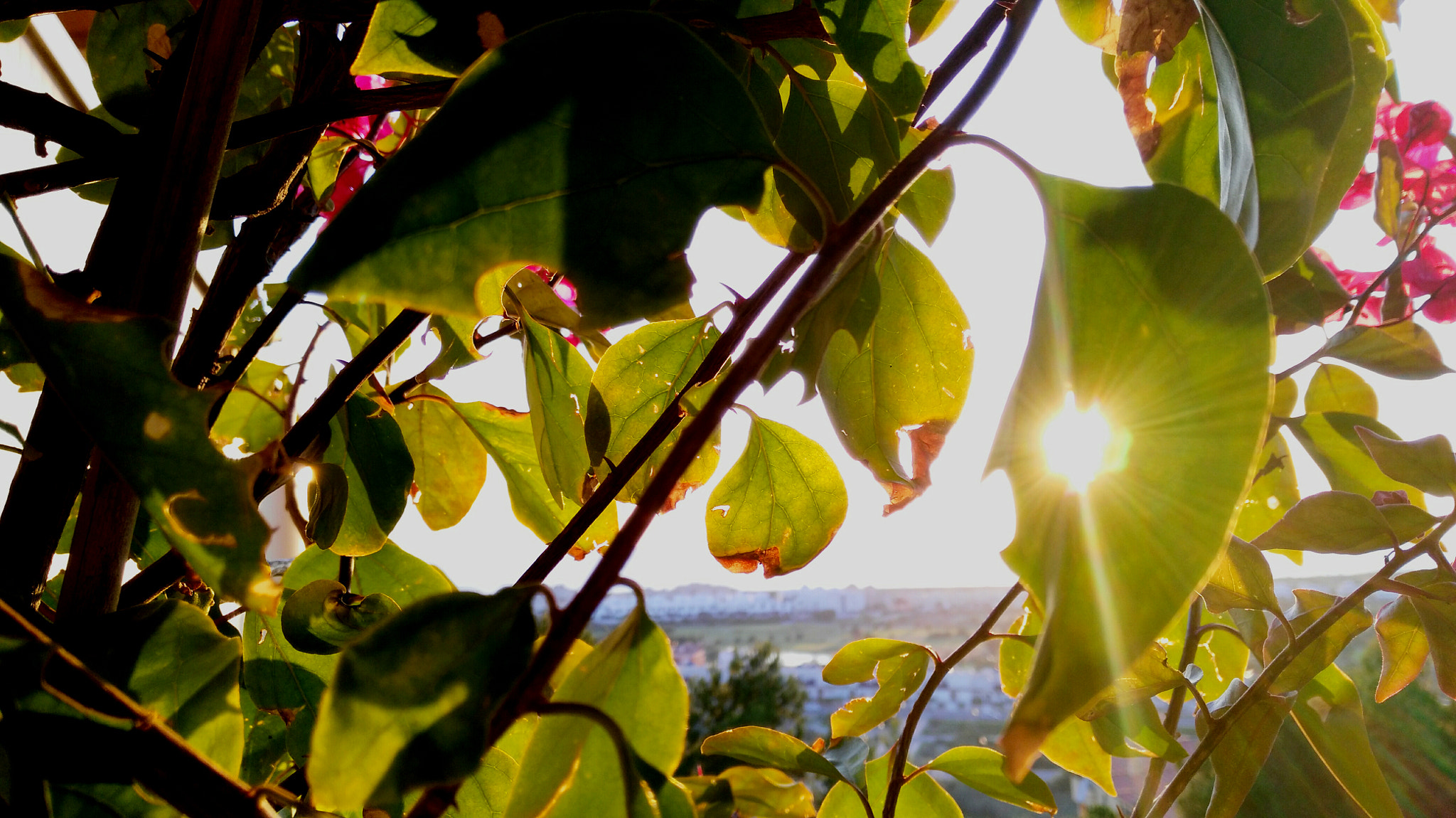 HUAWEI G7-L01 sample photo. Leaf with hole photography