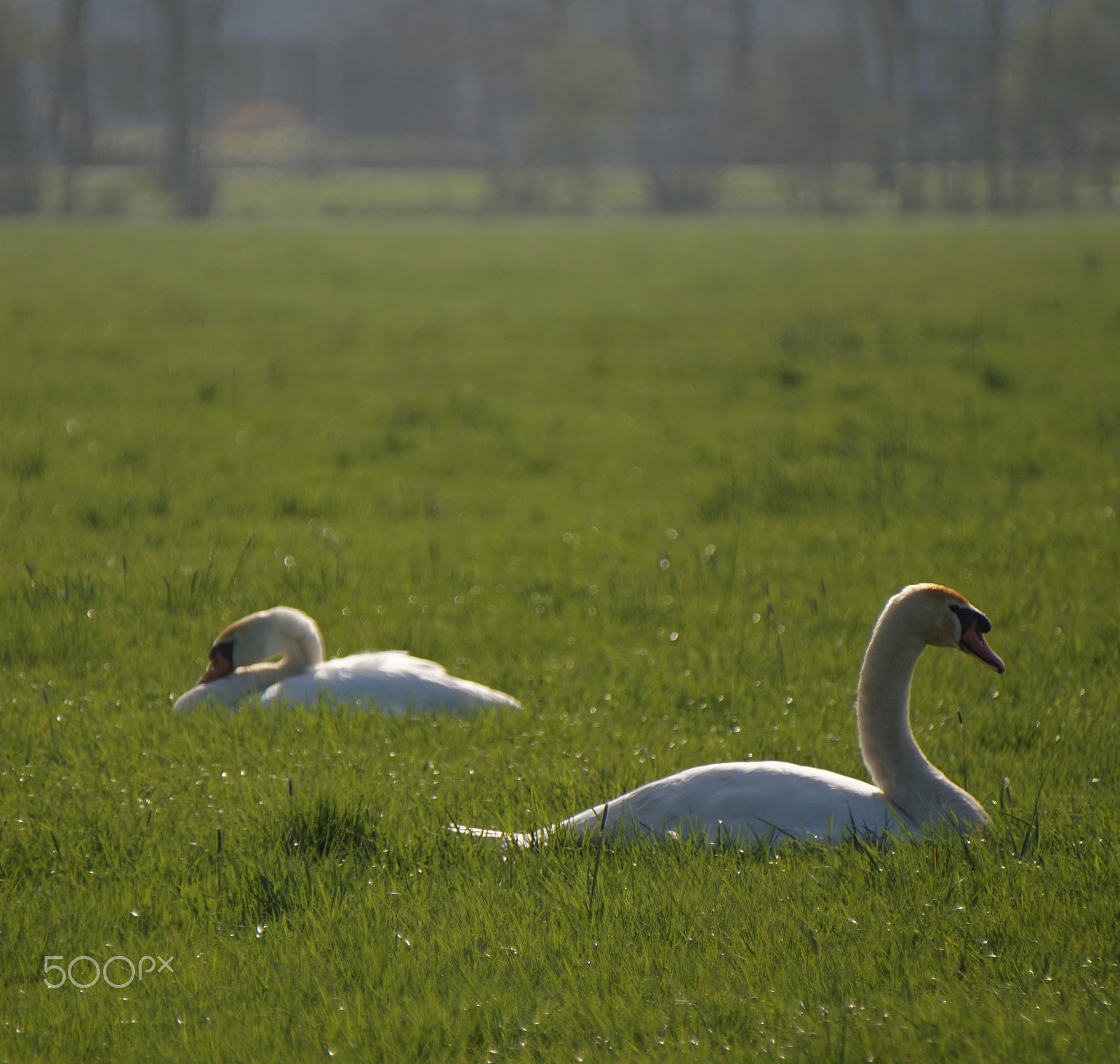 Sony E 55-210mm F4.5-6.3 OSS sample photo. Swans photography