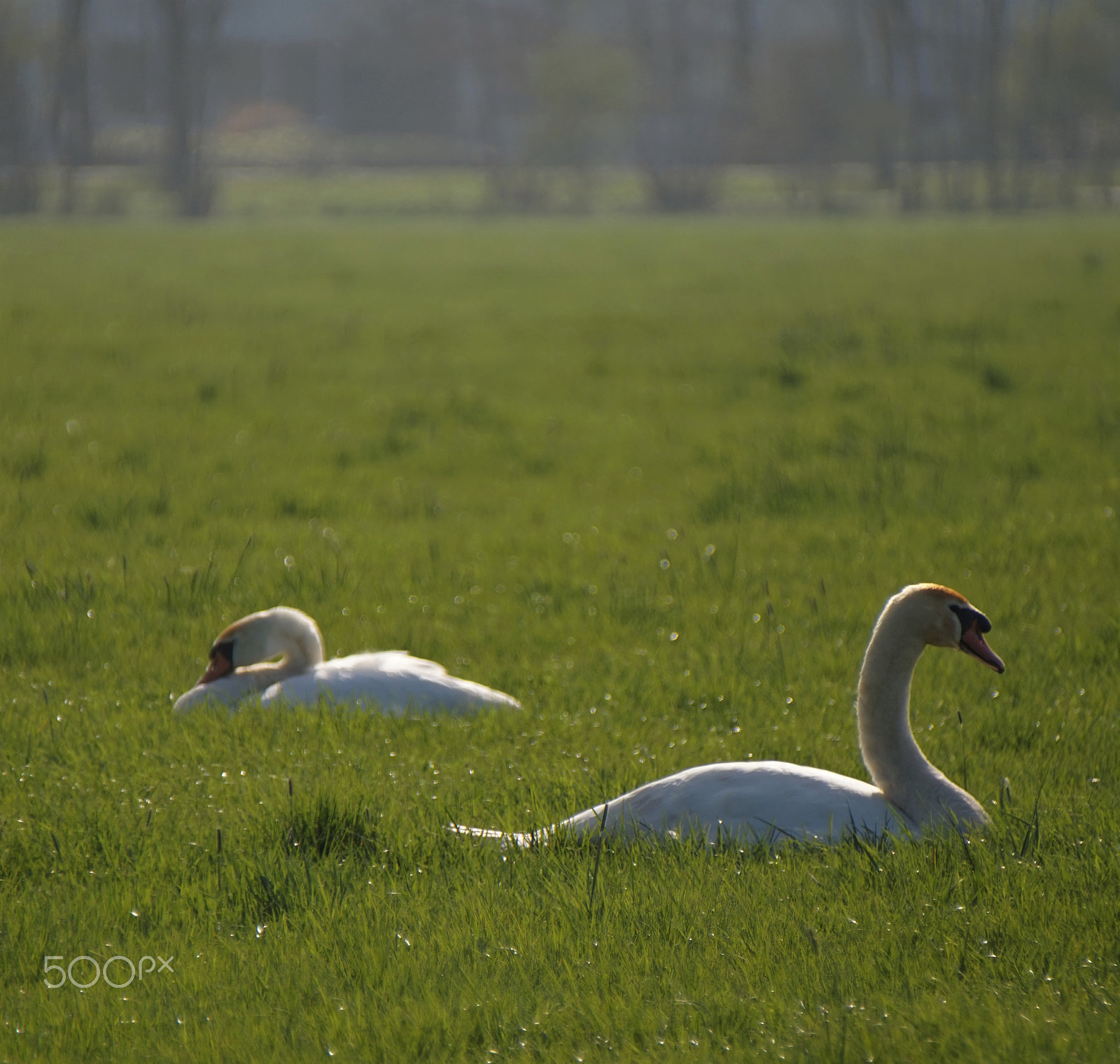 Sony Alpha a5000 (ILCE 5000) sample photo. Swans photography