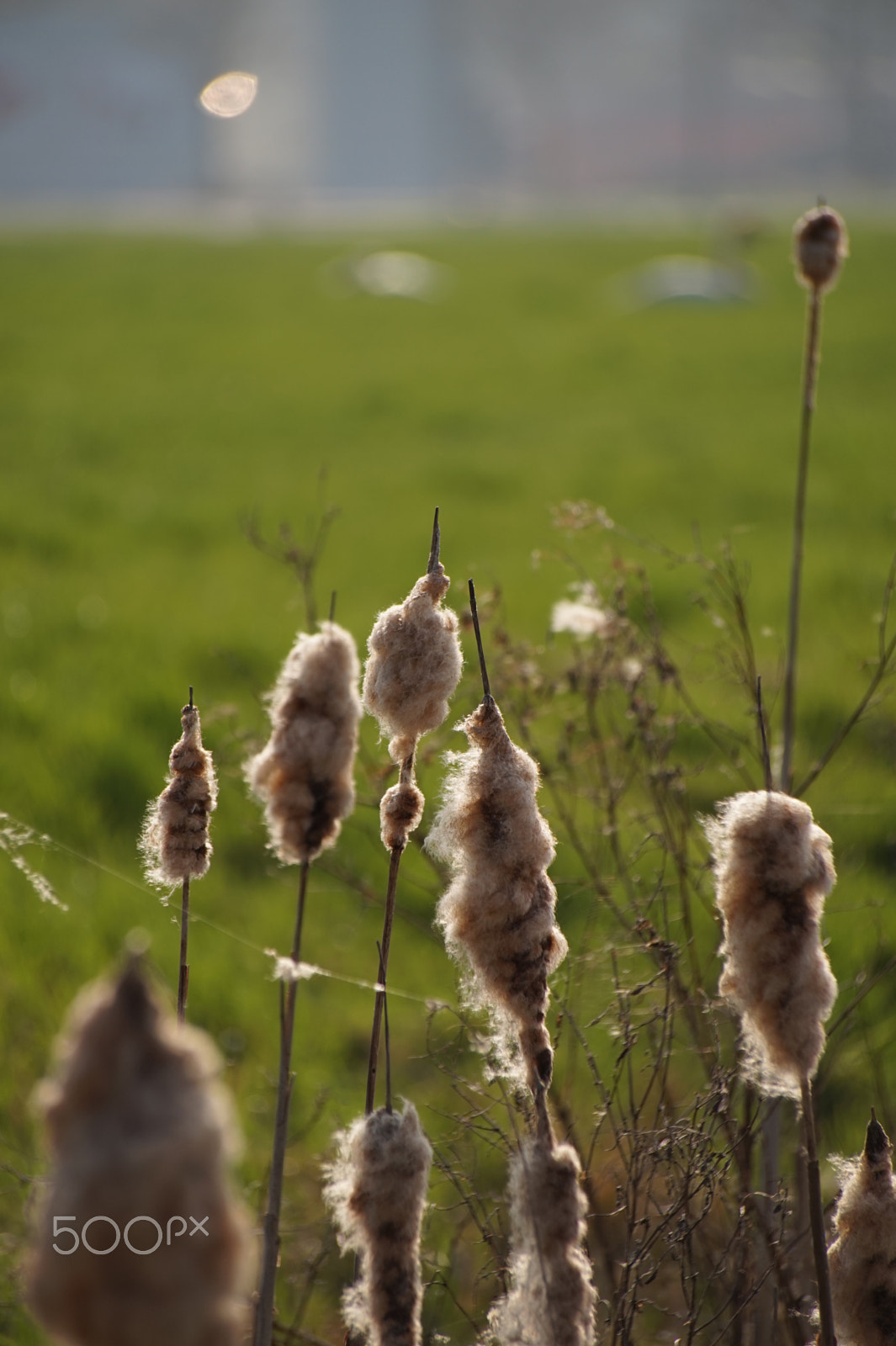 Sony FE 24-240mm F3.5-6.3 OSS sample photo. Reed photography