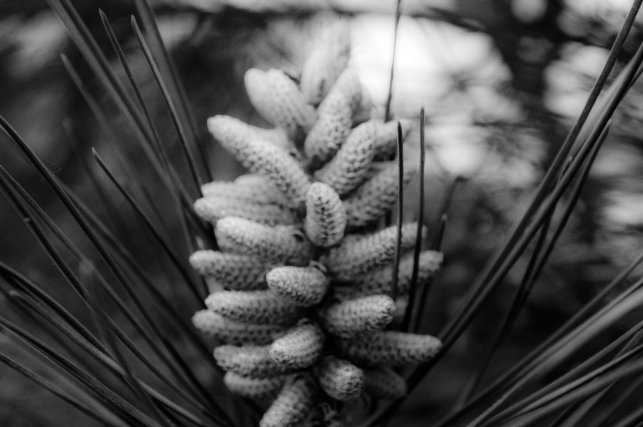 Sigma 18-200mm F3.5-6.3 II DC OS HSM sample photo. #002 _kazui photography