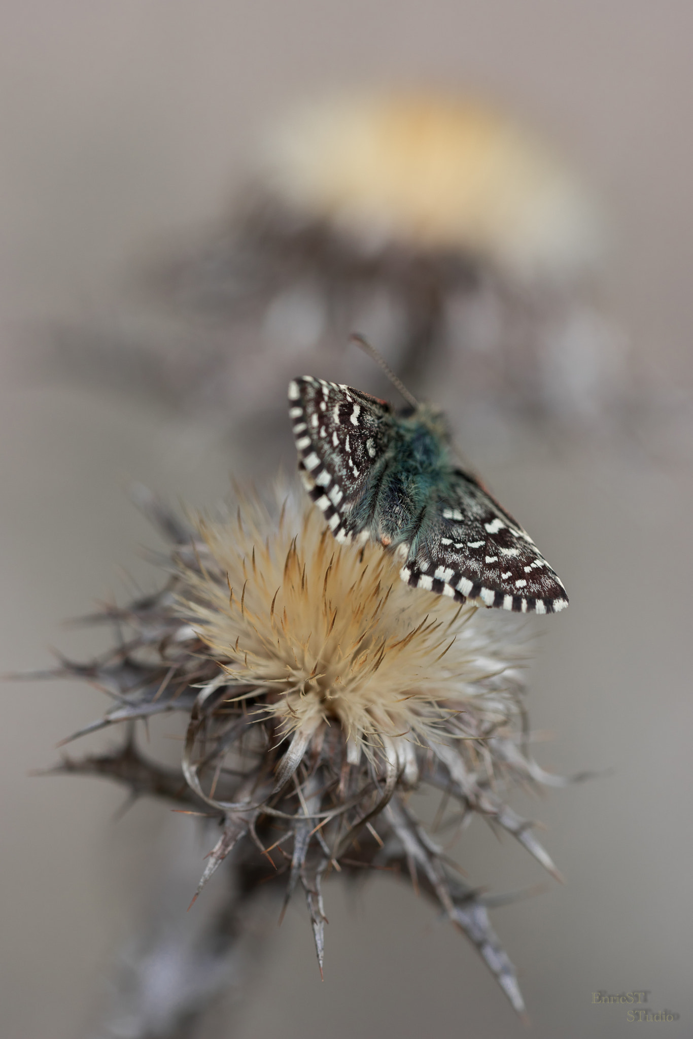Sony a7 II + Sony FE 90mm F2.8 Macro G OSS sample photo. Ready to jump photography