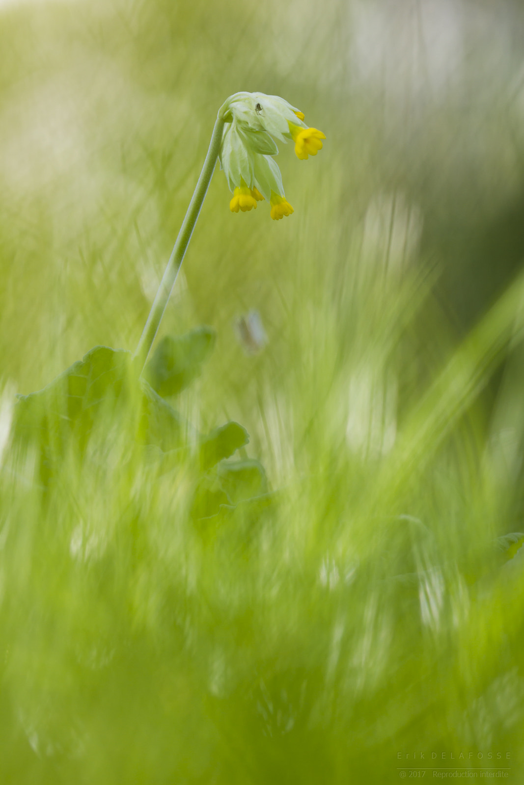 Canon EF 100mm F2.8 Macro USM sample photo. Coucou photography
