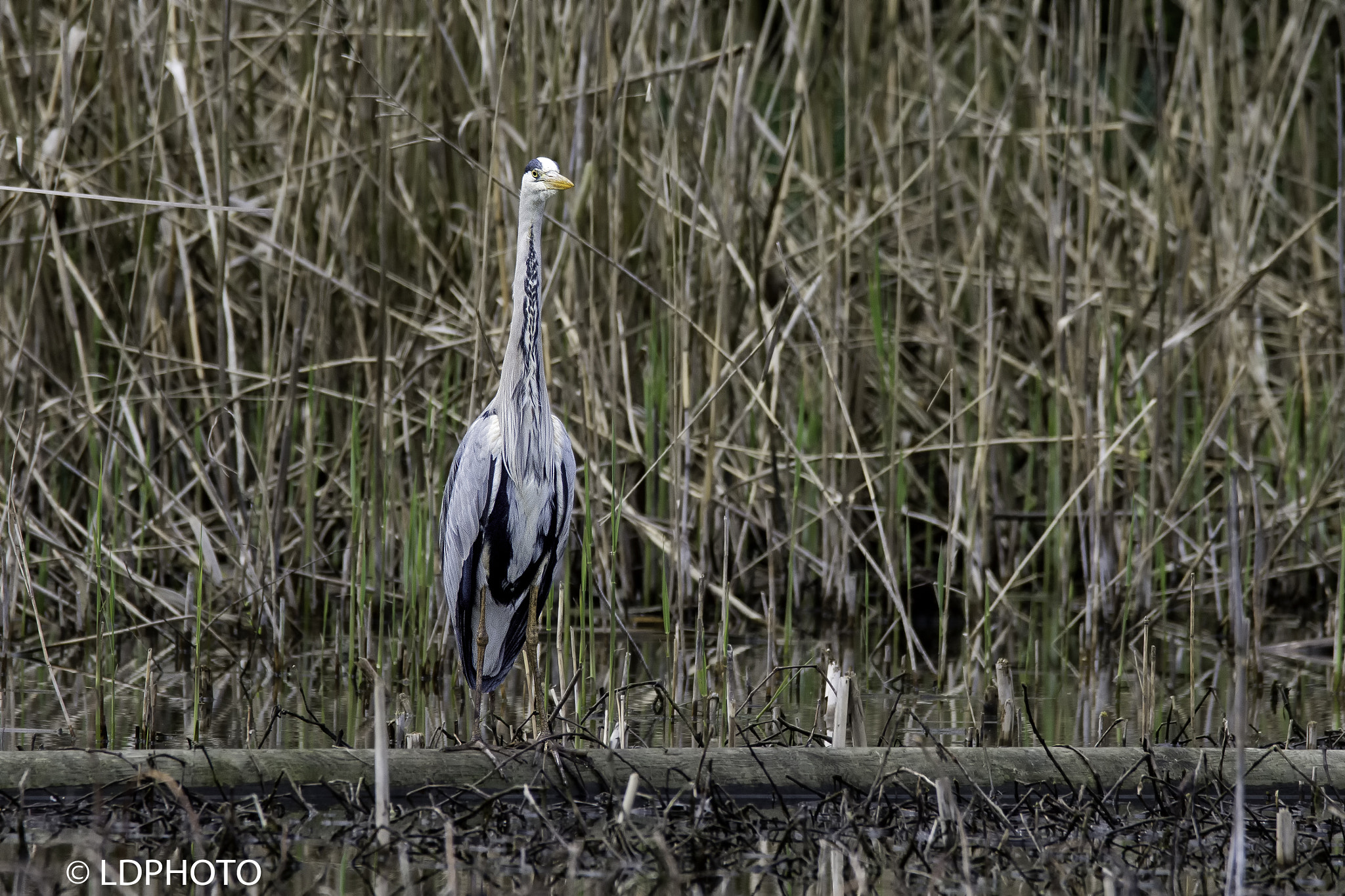 Nikon D7200 sample photo. Grey heron - ardea cinerea - airone cenerino photography