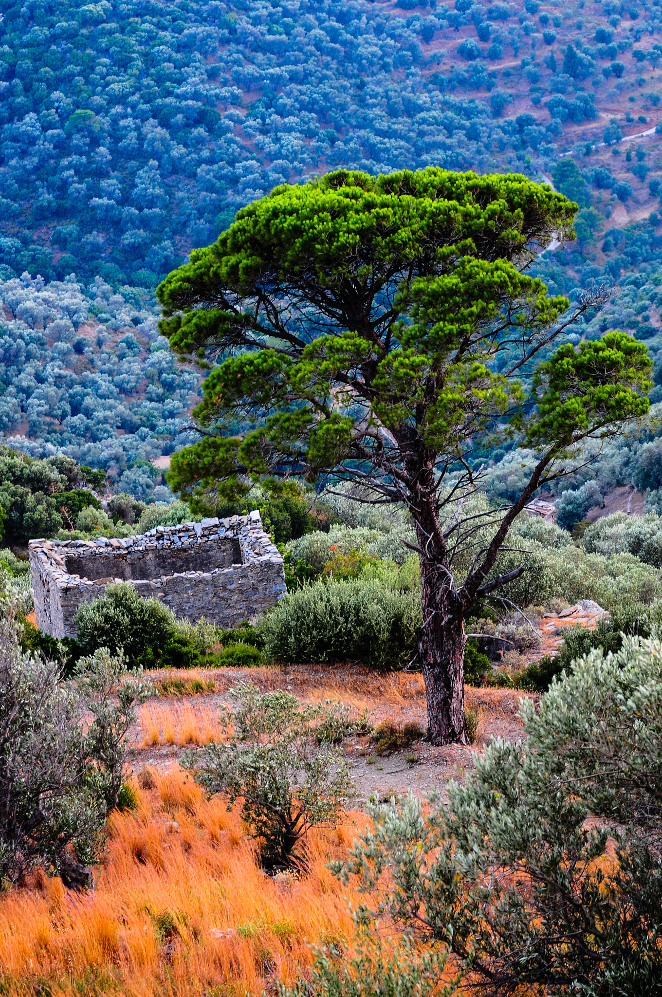 Nikon D300 sample photo. Tree and old house photography