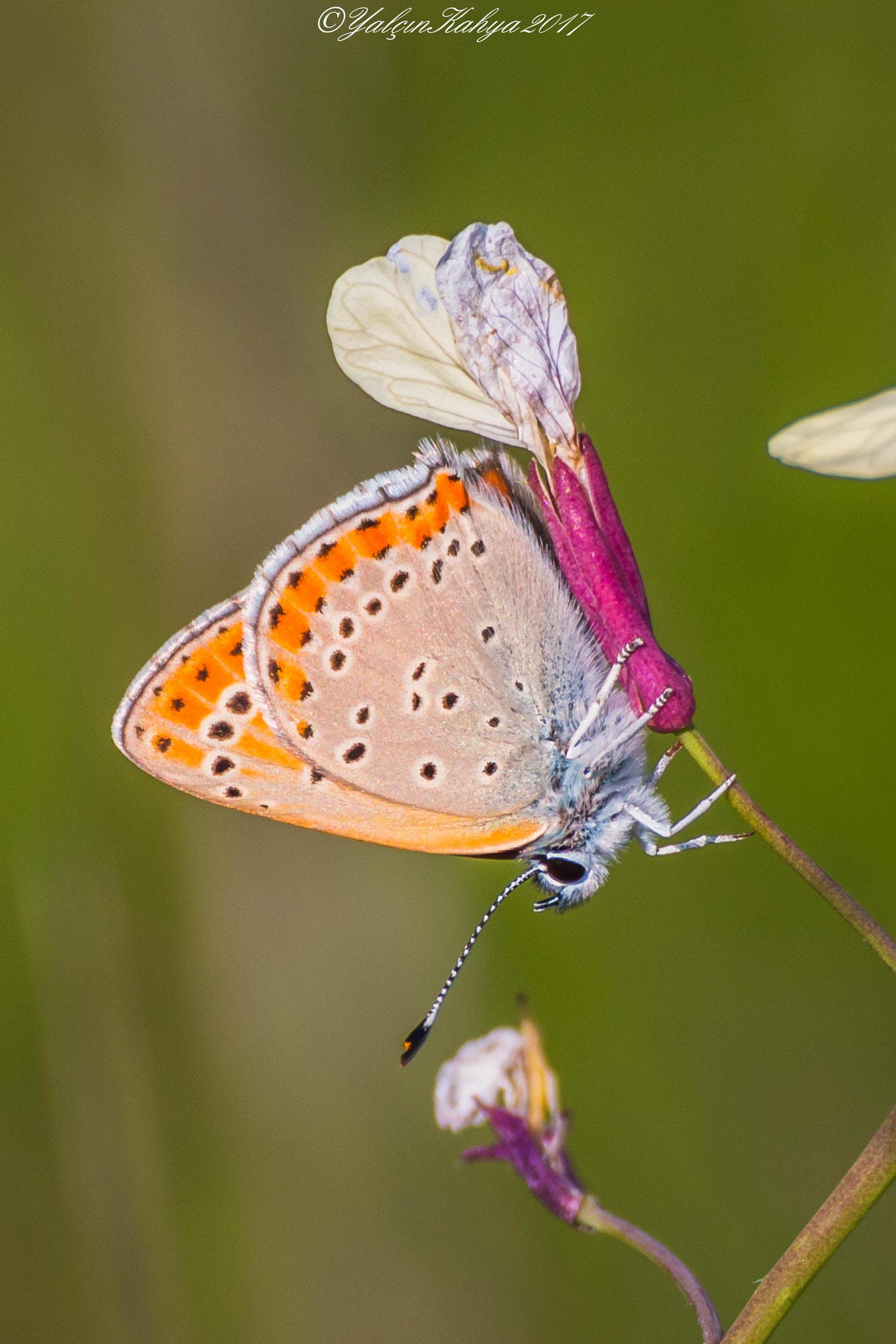 Canon EOS 70D + Tamron SP 35mm F1.8 Di VC USD sample photo. Lycaena asabinus photography