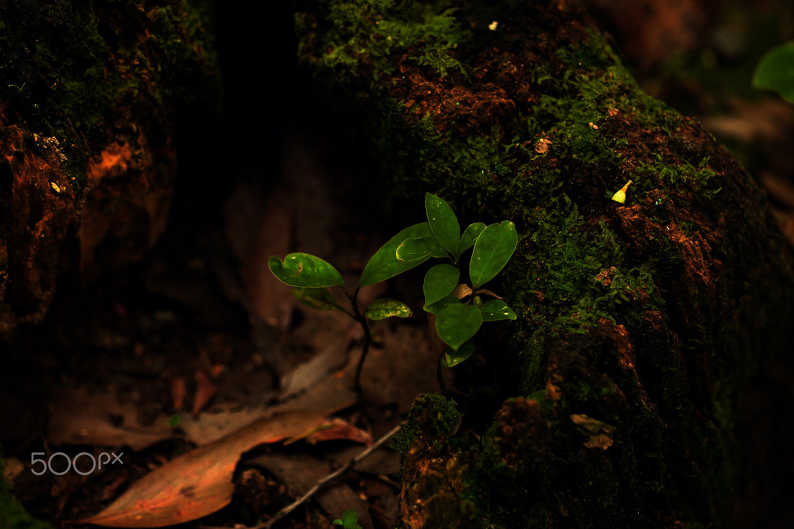 Fujifilm X-T1 + Fujifilm XF 90mm F2 R LM WR sample photo. Saplings photography