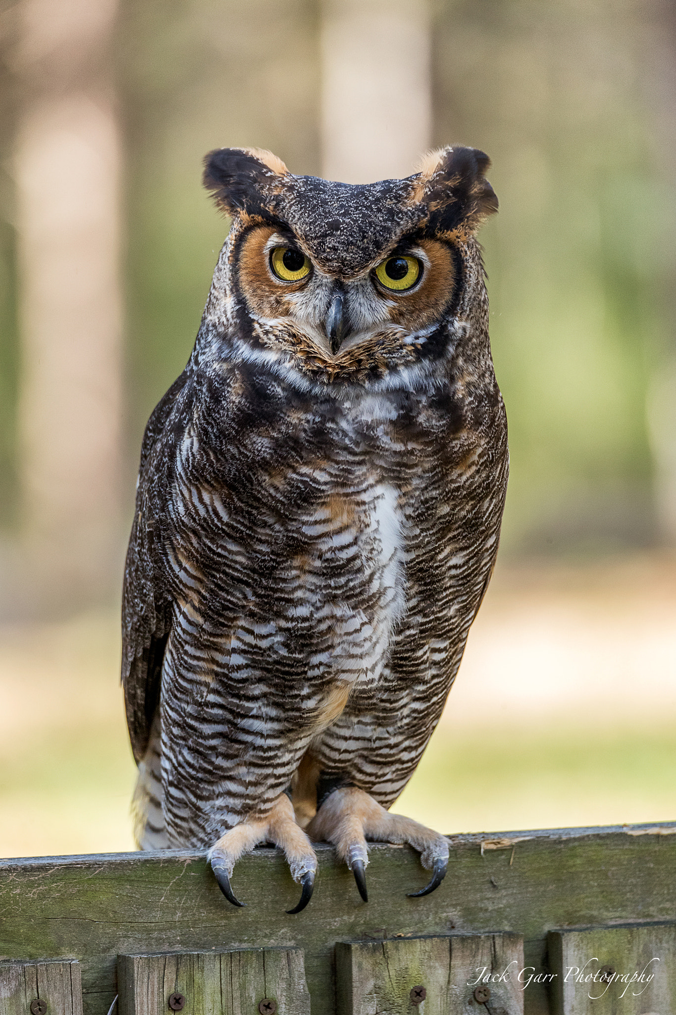 Canon EOS-1D X Mark II + 150-600mm F5-6.3 DG OS HSM | Sports 014 sample photo. Great horned owl on fence photography