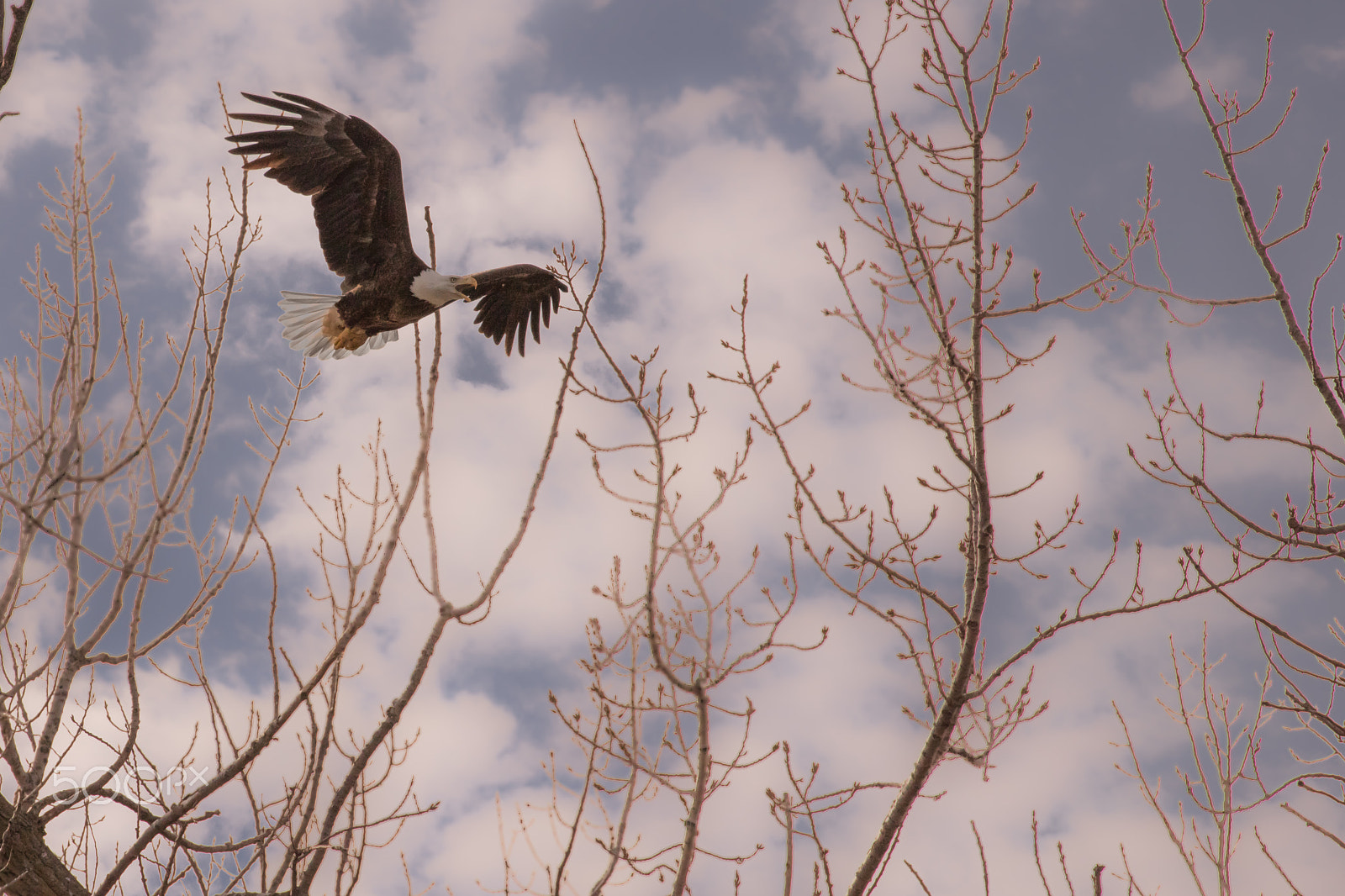 Canon EOS 5DS R + Canon EF 100-400mm F4.5-5.6L IS II USM sample photo. Bald eagle in flight photography
