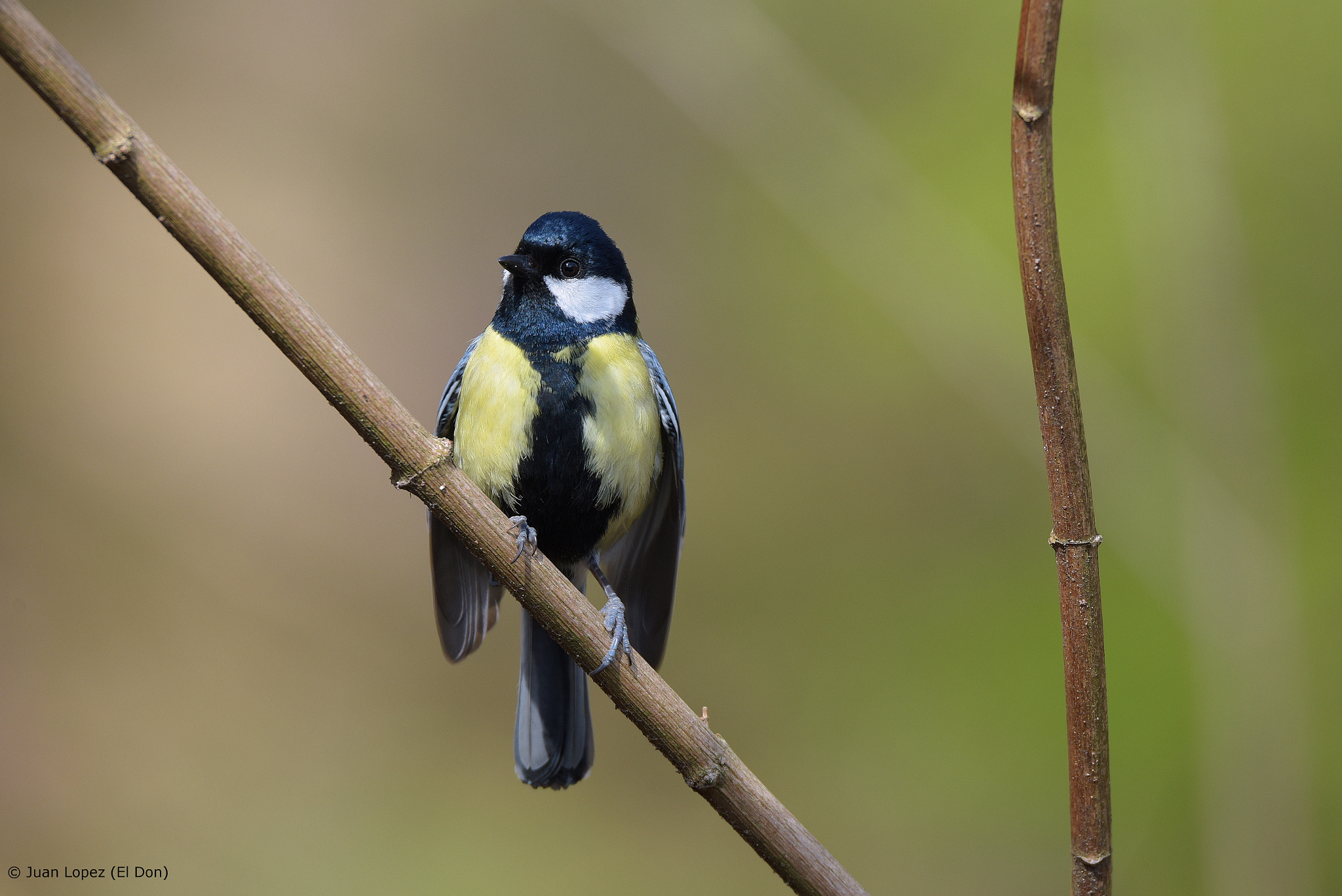 Nikon D810 + Sigma 150-600mm F5-6.3 DG OS HSM | S sample photo. Bird photography