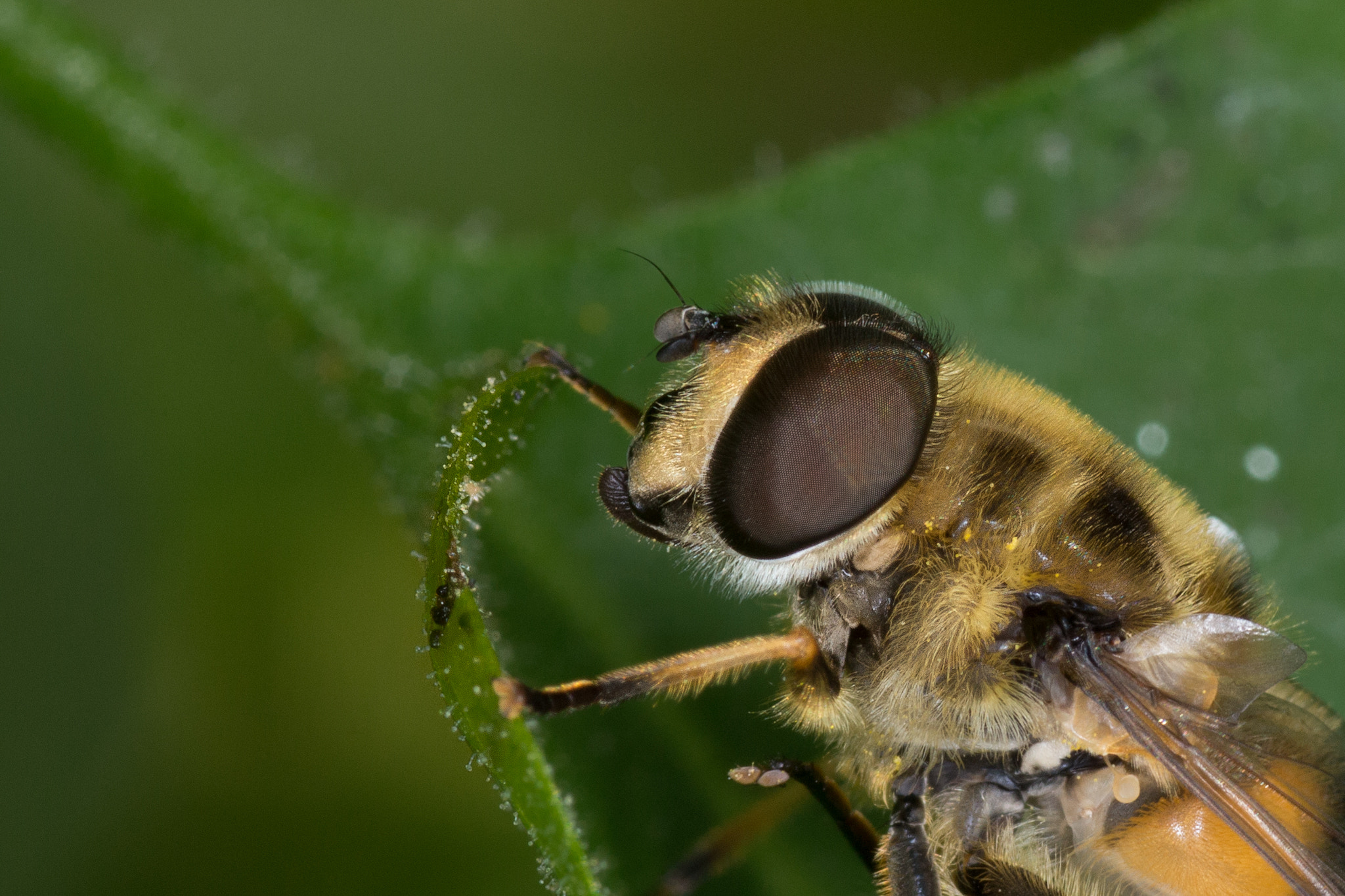 Canon EOS 700D (EOS Rebel T5i / EOS Kiss X7i) + Tamron SP AF 90mm F2.8 Di Macro sample photo. Bee photography