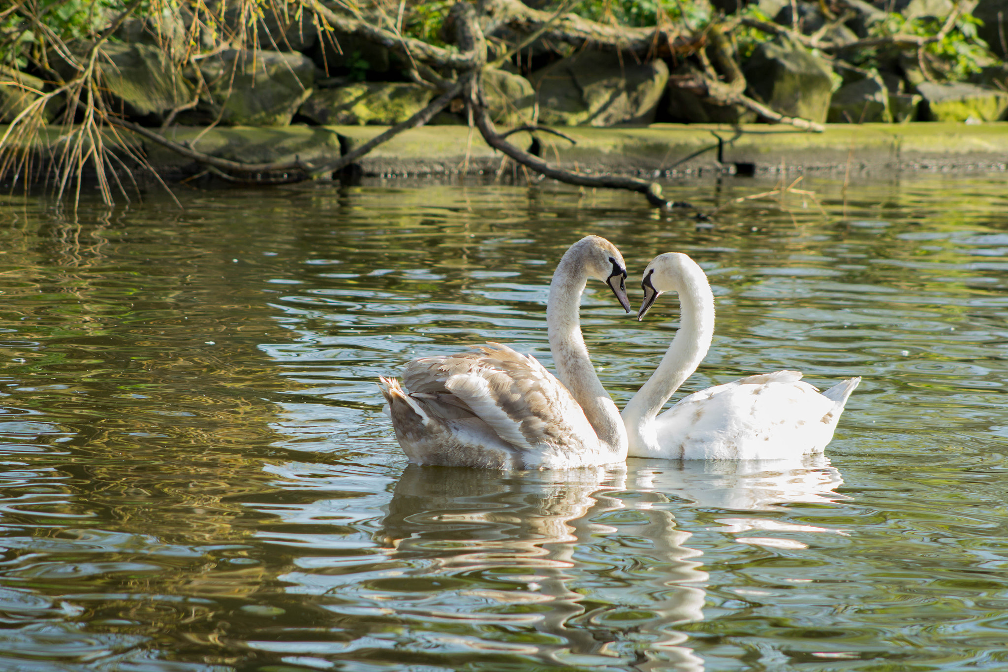 Canon EOS 1200D (EOS Rebel T5 / EOS Kiss X70 / EOS Hi) + EF75-300mm f/4-5.6 sample photo. True love photography