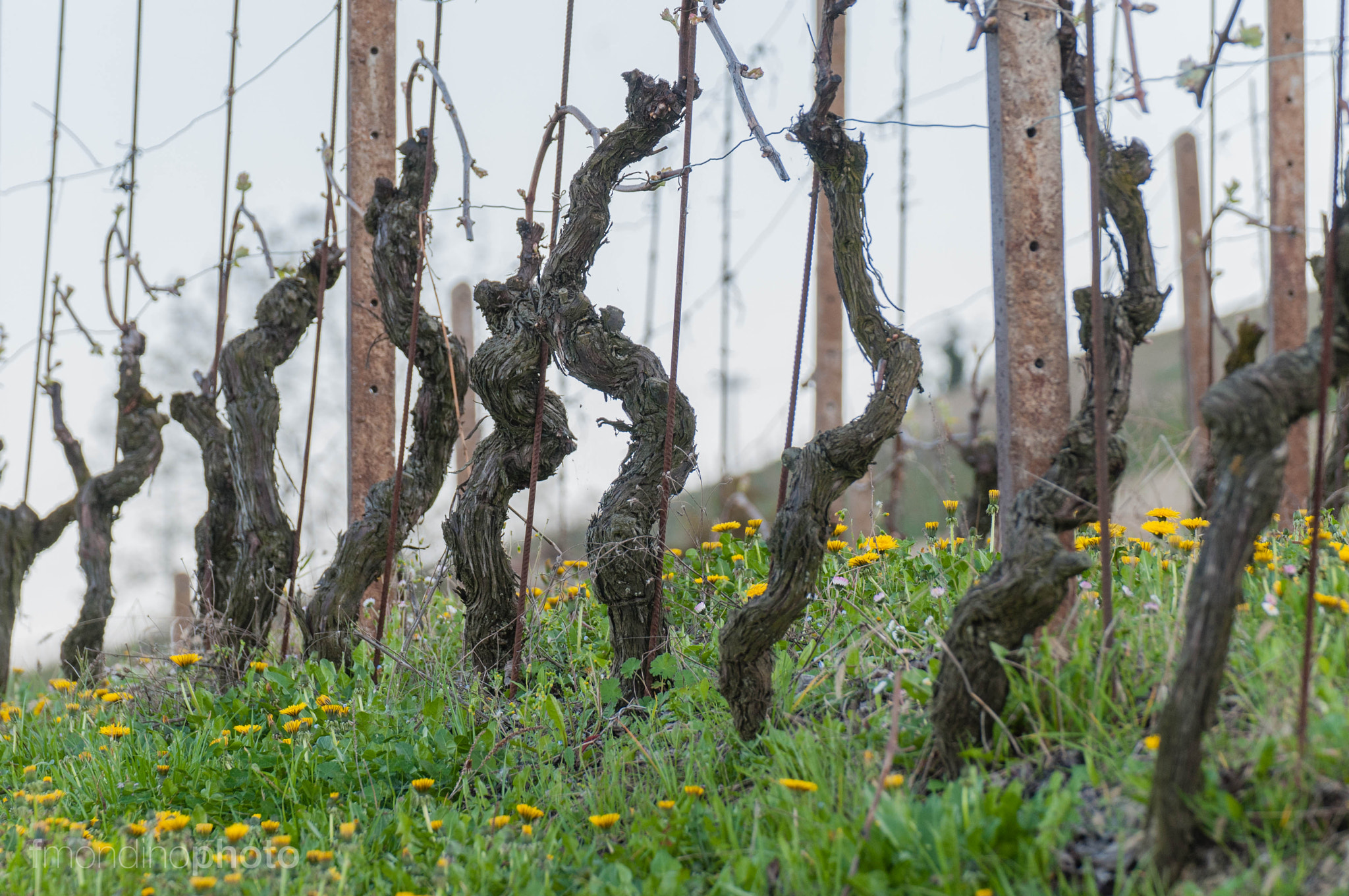 Nikon D300 sample photo. Wine - piedmont 5 photography