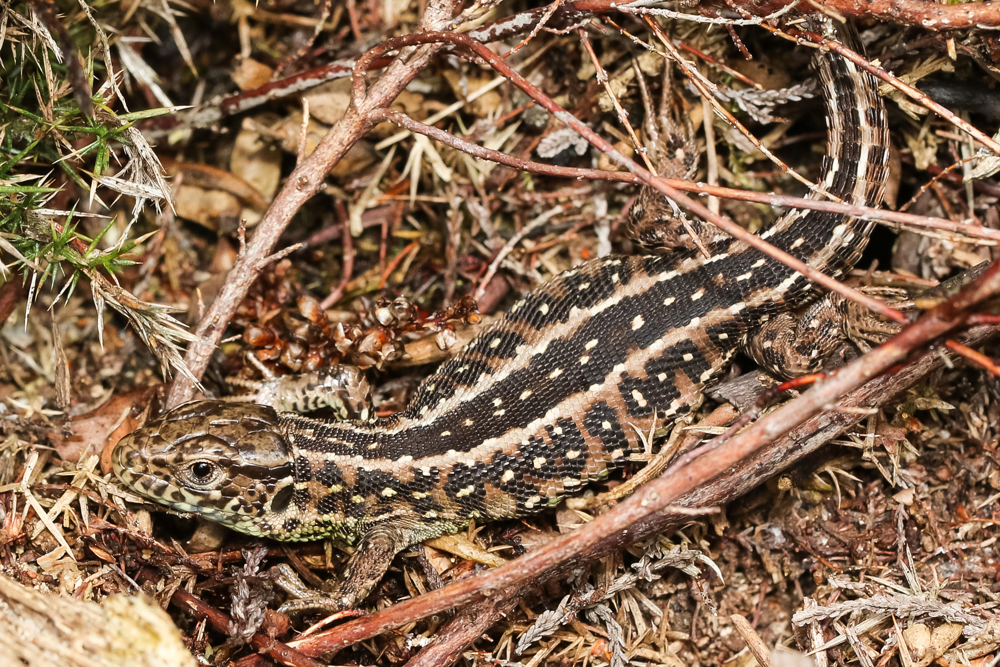 Sigma 150mm f/2.8 EX DG OS HSM APO Macro sample photo. Sand lizard (taken under licence, left in situ) photography