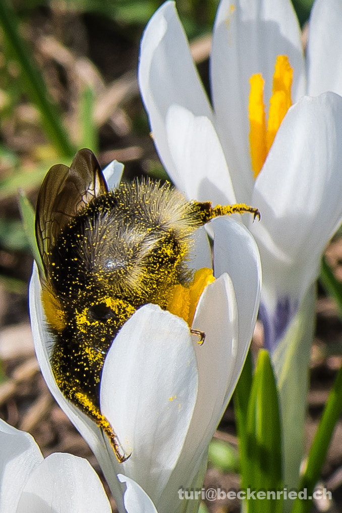 Nikon D810 sample photo. Hummel im krokuskelch photography