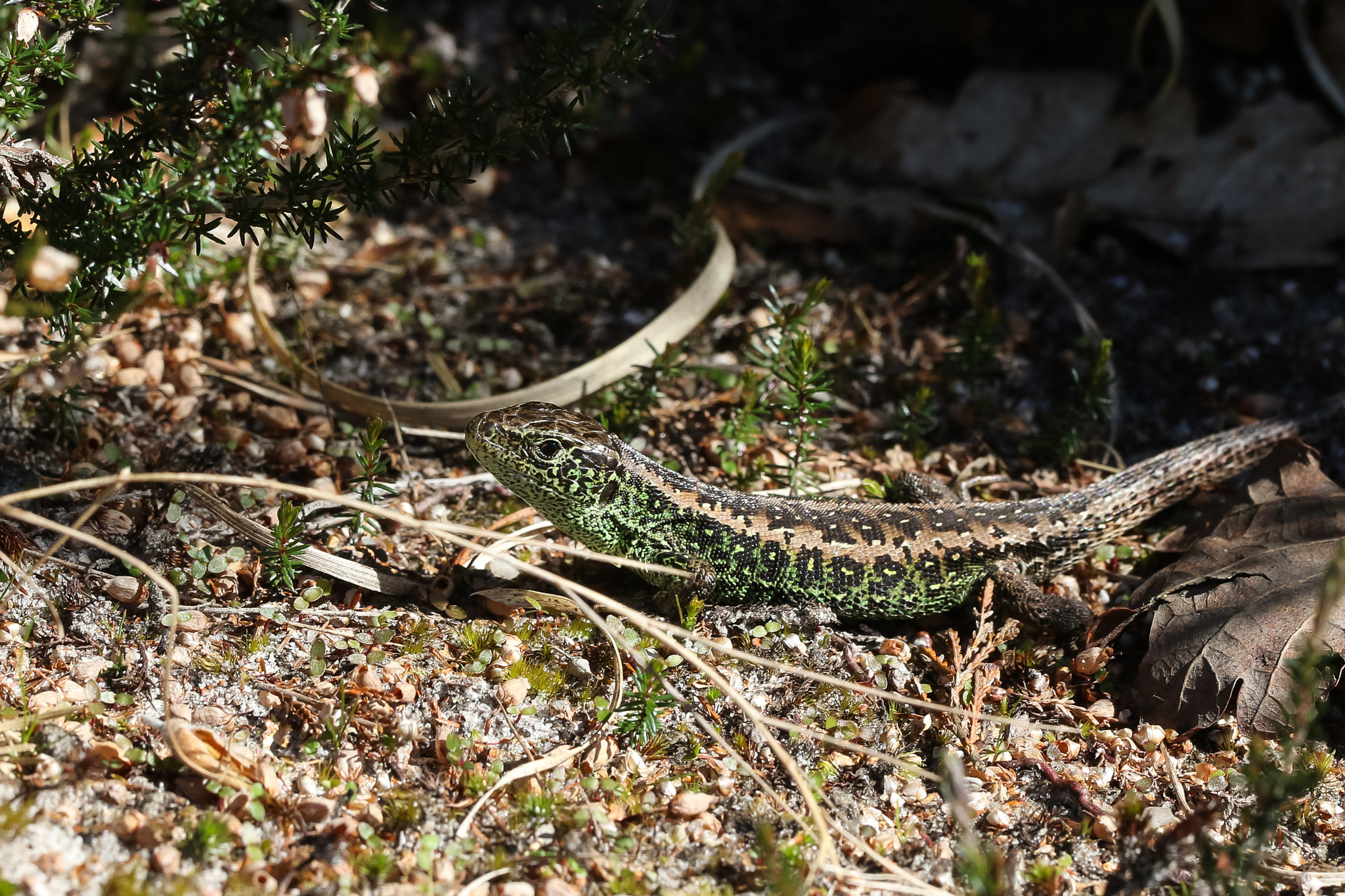 Canon EOS 7D Mark II sample photo. Sand lizard (taken under licence, left in situ) photography