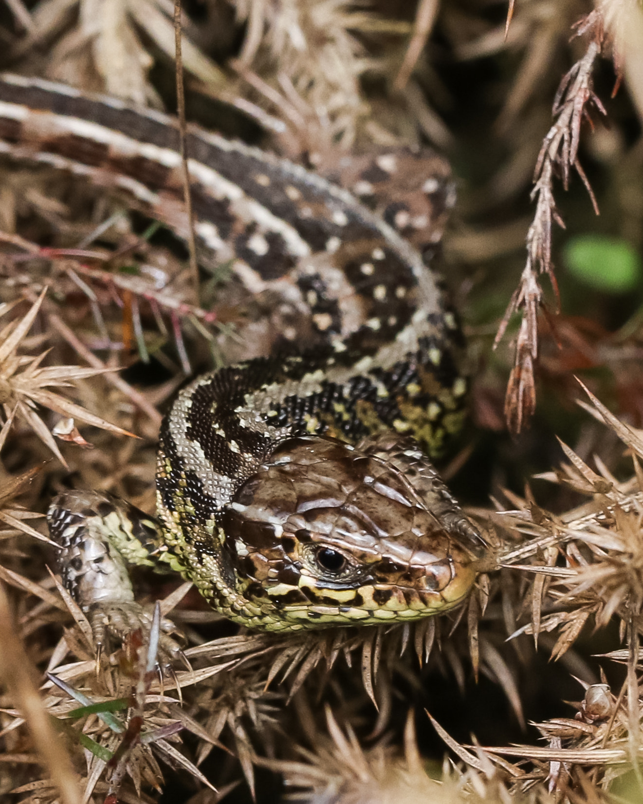 Sigma 150mm f/2.8 EX DG OS HSM APO Macro sample photo. Sand lizard (taken under licence, left in situ) photography