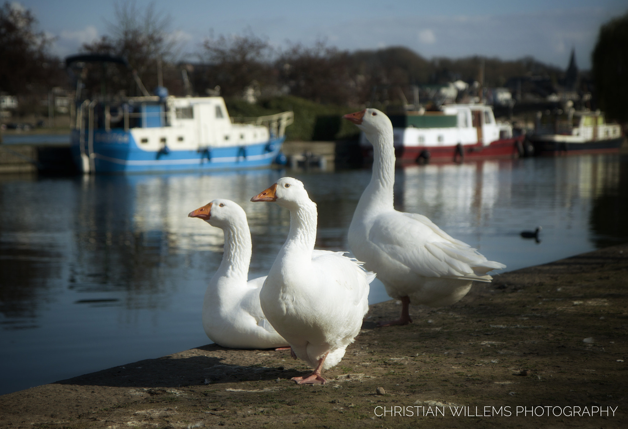 Canon EF-S 17-55mm F2.8 IS USM sample photo. Three geese photography
