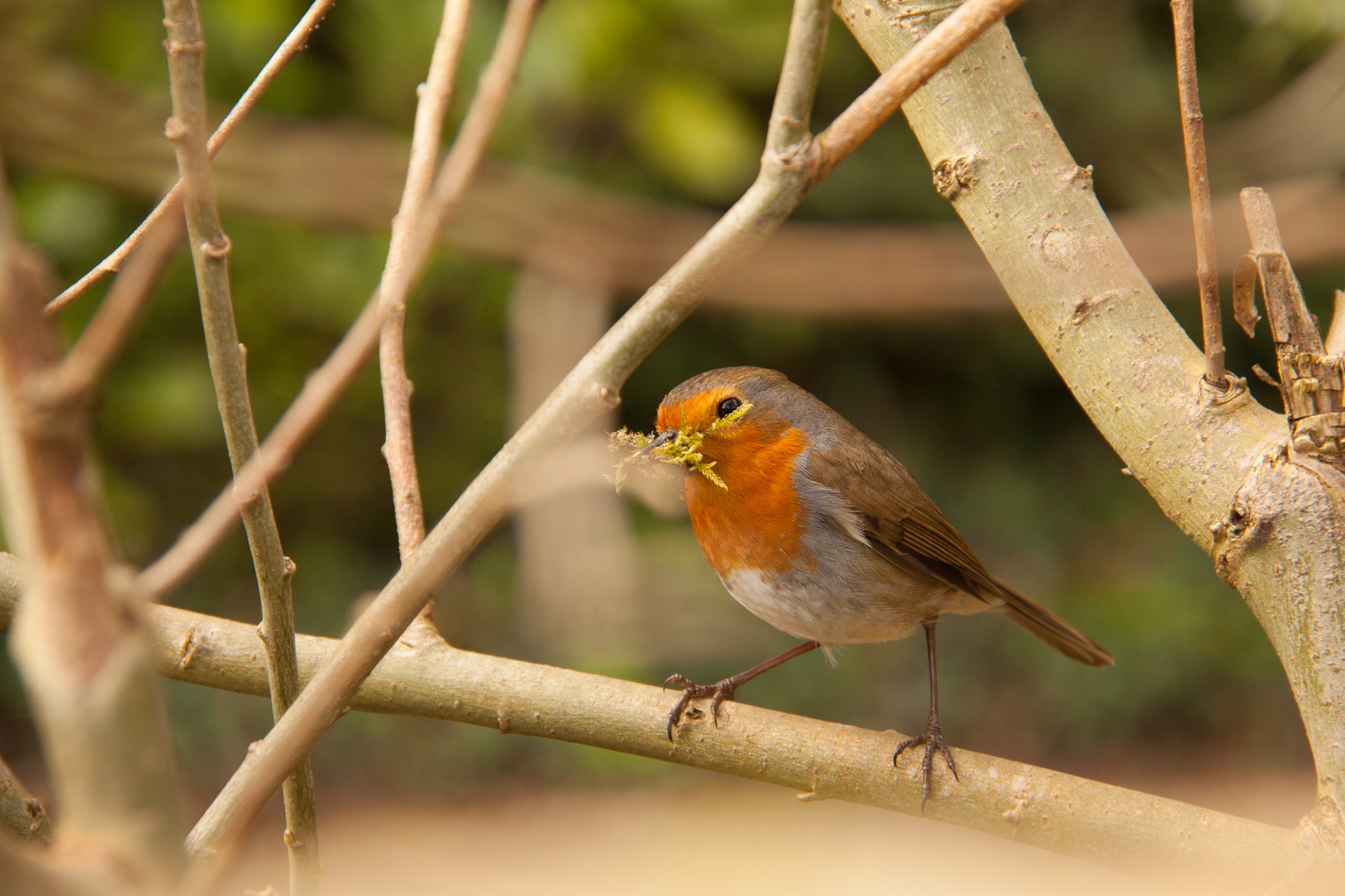 Canon EF-S 18-200mm F3.5-5.6 IS sample photo. The nest builder photography