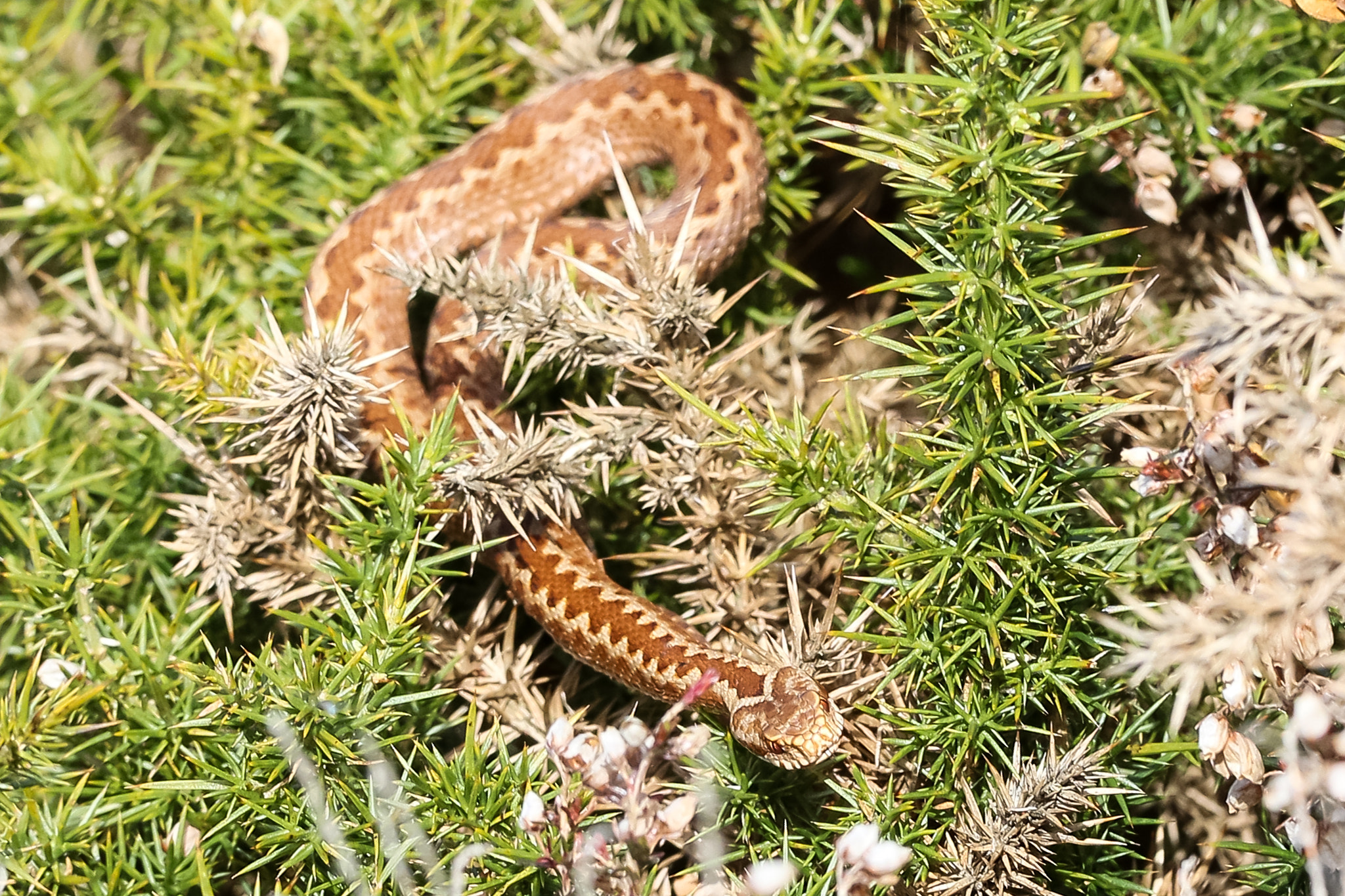 Sigma 150mm f/2.8 EX DG OS HSM APO Macro sample photo. Adder in dorset photography