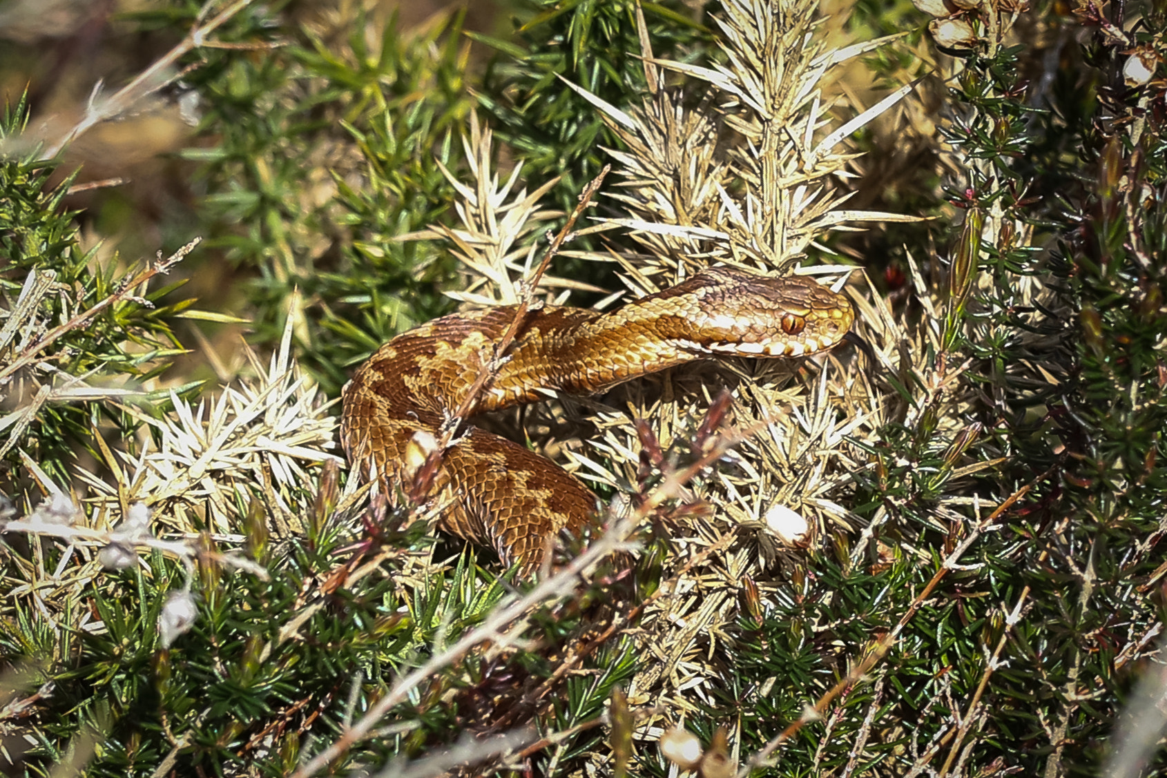 Sigma 150mm f/2.8 EX DG OS HSM APO Macro sample photo. Adder in dorset photography