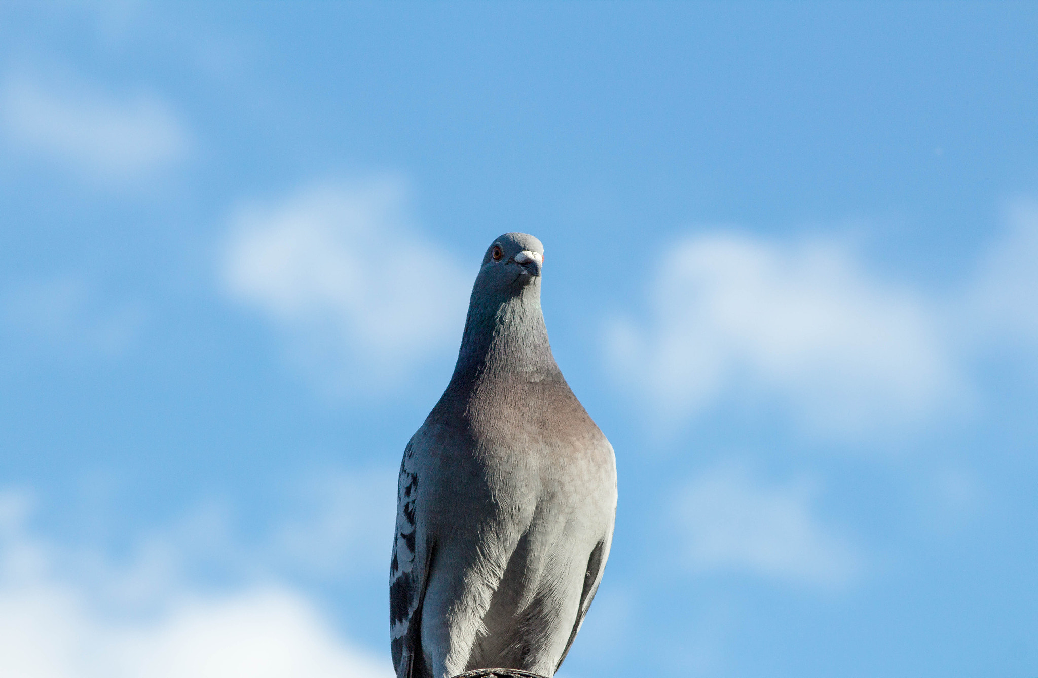 Canon EOS 1200D (EOS Rebel T5 / EOS Kiss X70 / EOS Hi) + EF75-300mm f/4-5.6 sample photo. Mighty pigeon photography