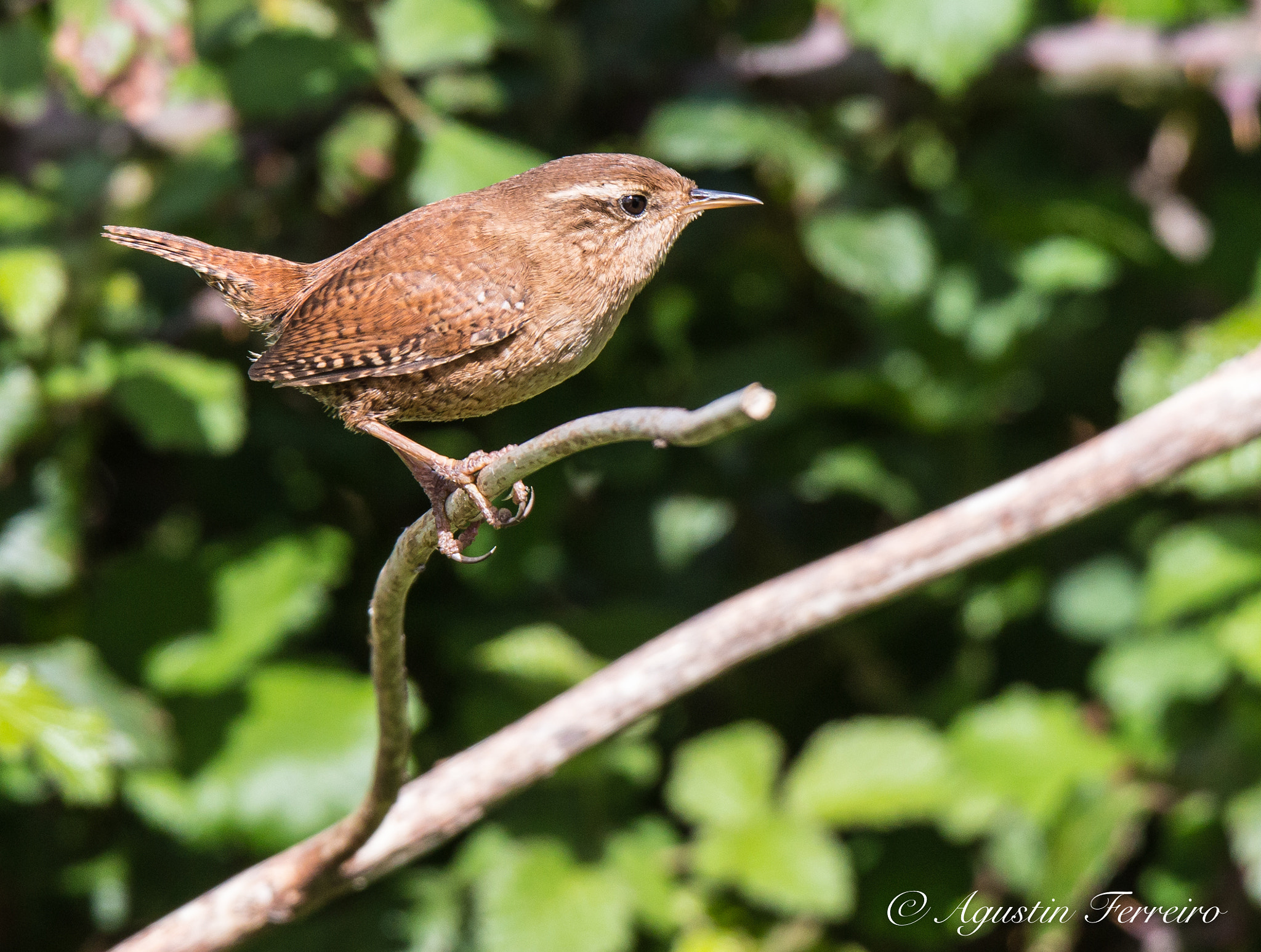 Canon EOS 70D sample photo. Chochin! photography