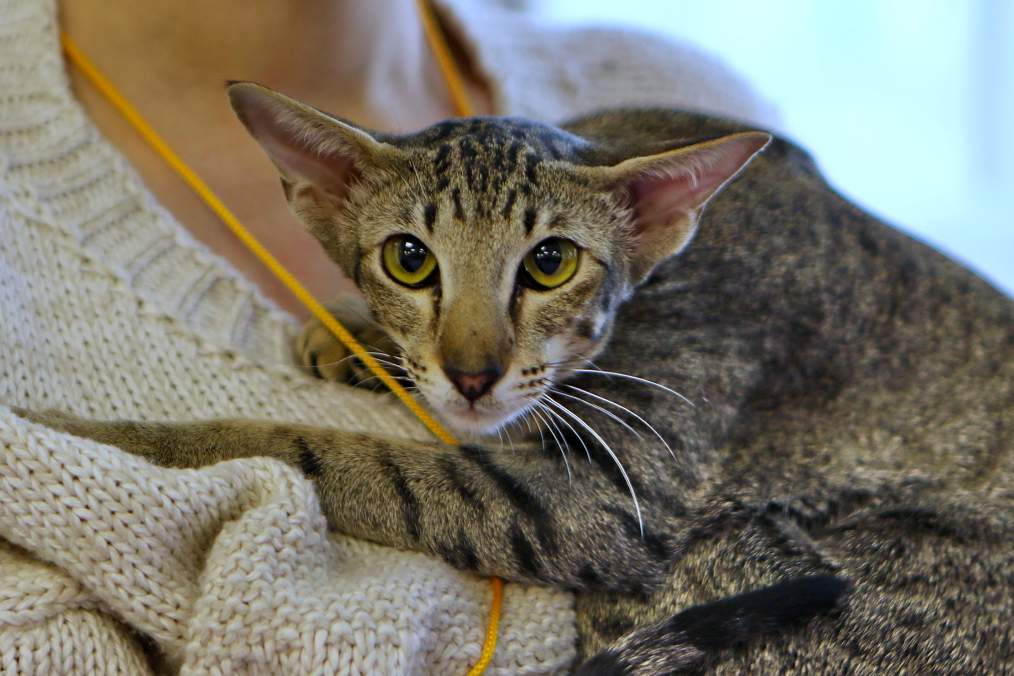 Canon EF 24-70mm F2.8L USM sample photo. Oriental cat photography